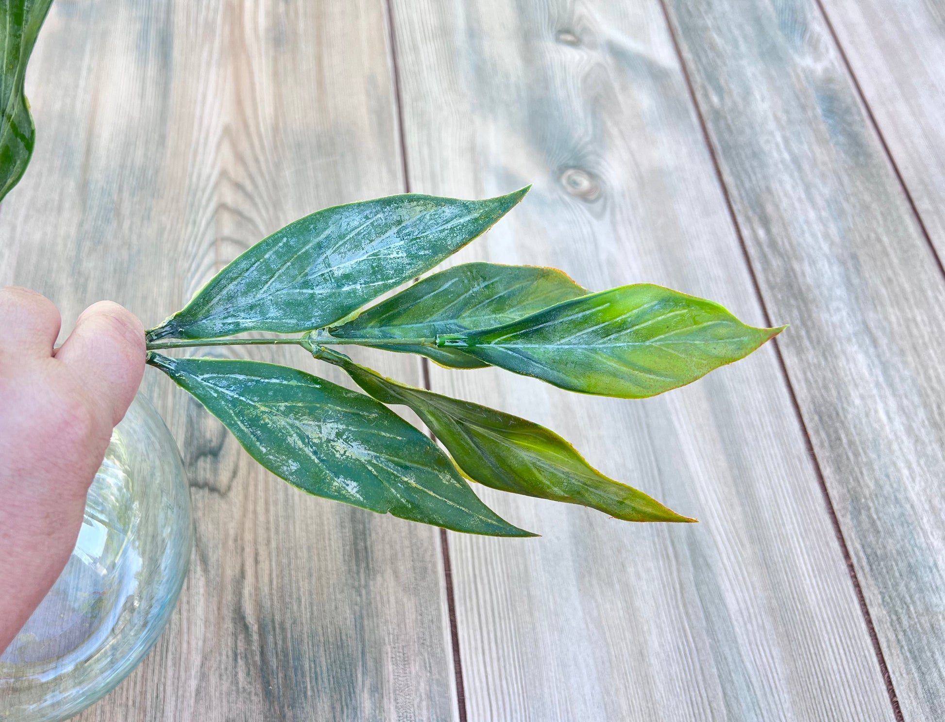 Single stem from  Leaf Bush — Yellow Green displaying leaf shape, coloration, and construction details