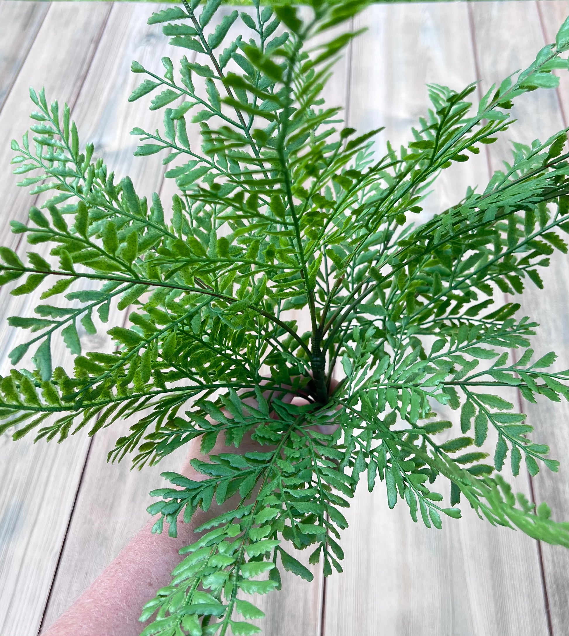 Persian Leaves Bush structure displaying directional growth and branching stem pattern