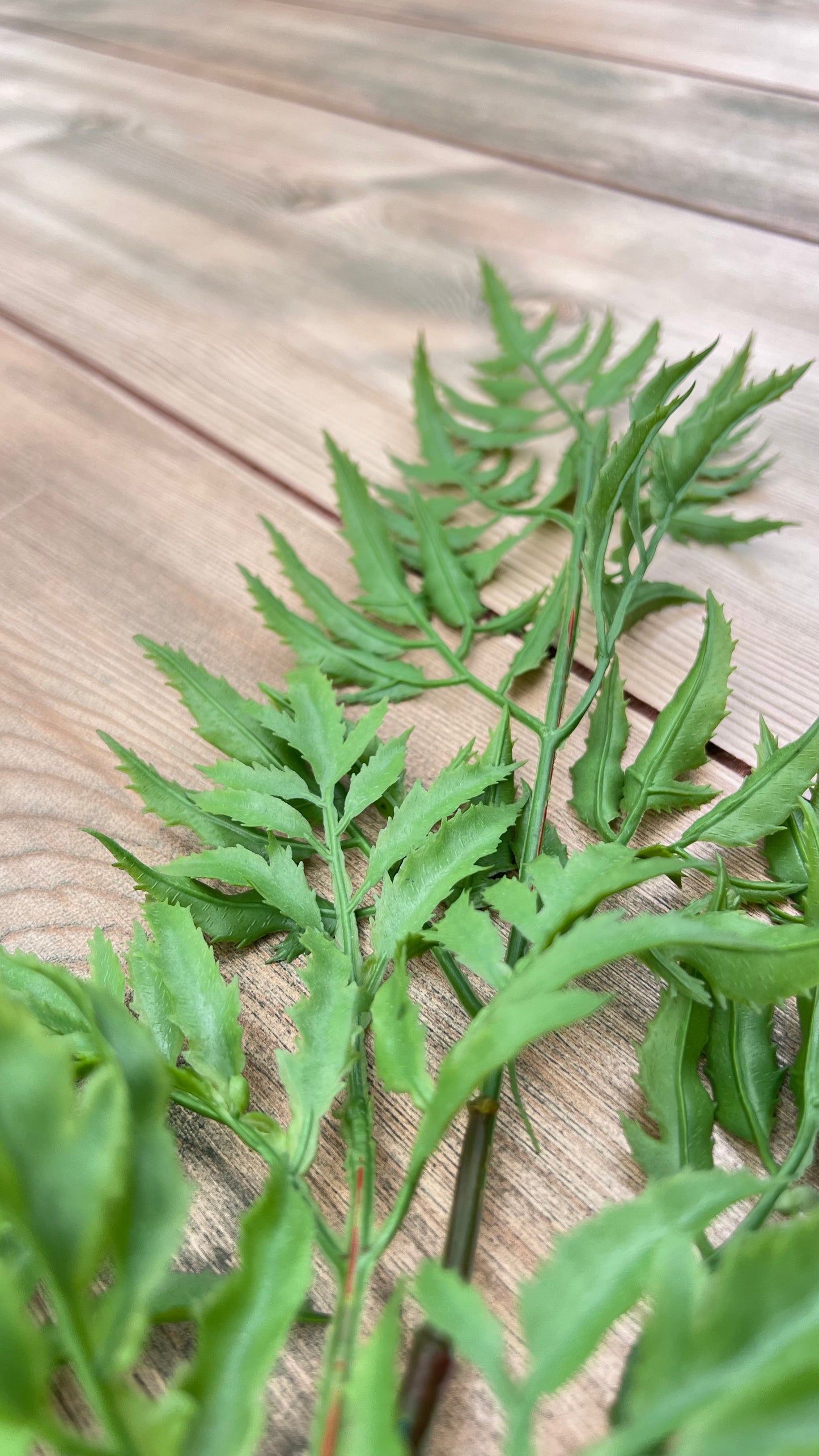Close-up botanical detail of our Ming Aralia Spray's foliage and leaf structure