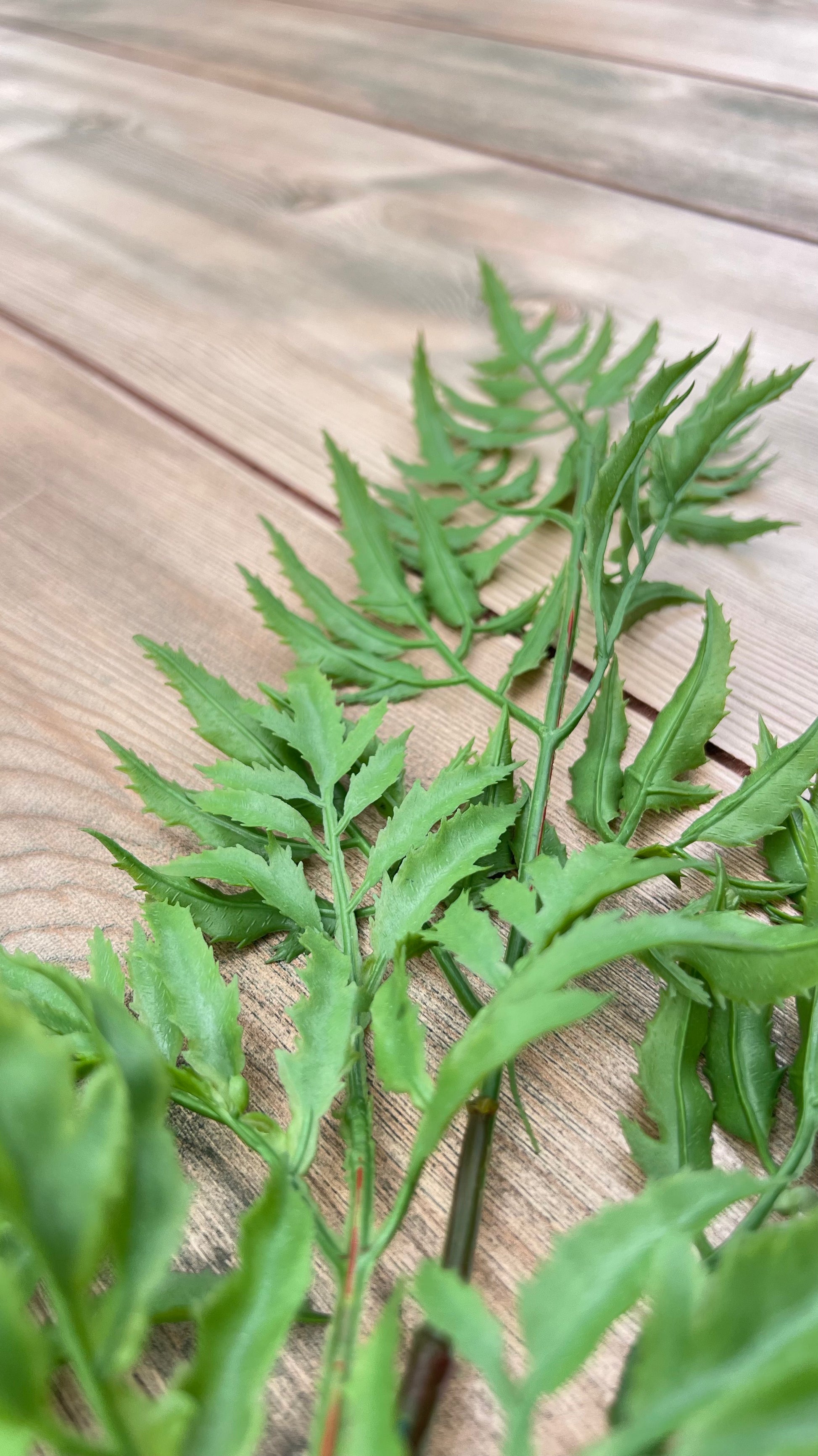 Close-up botanical detail of our Ming Aralia Spray's foliage and leaf structure