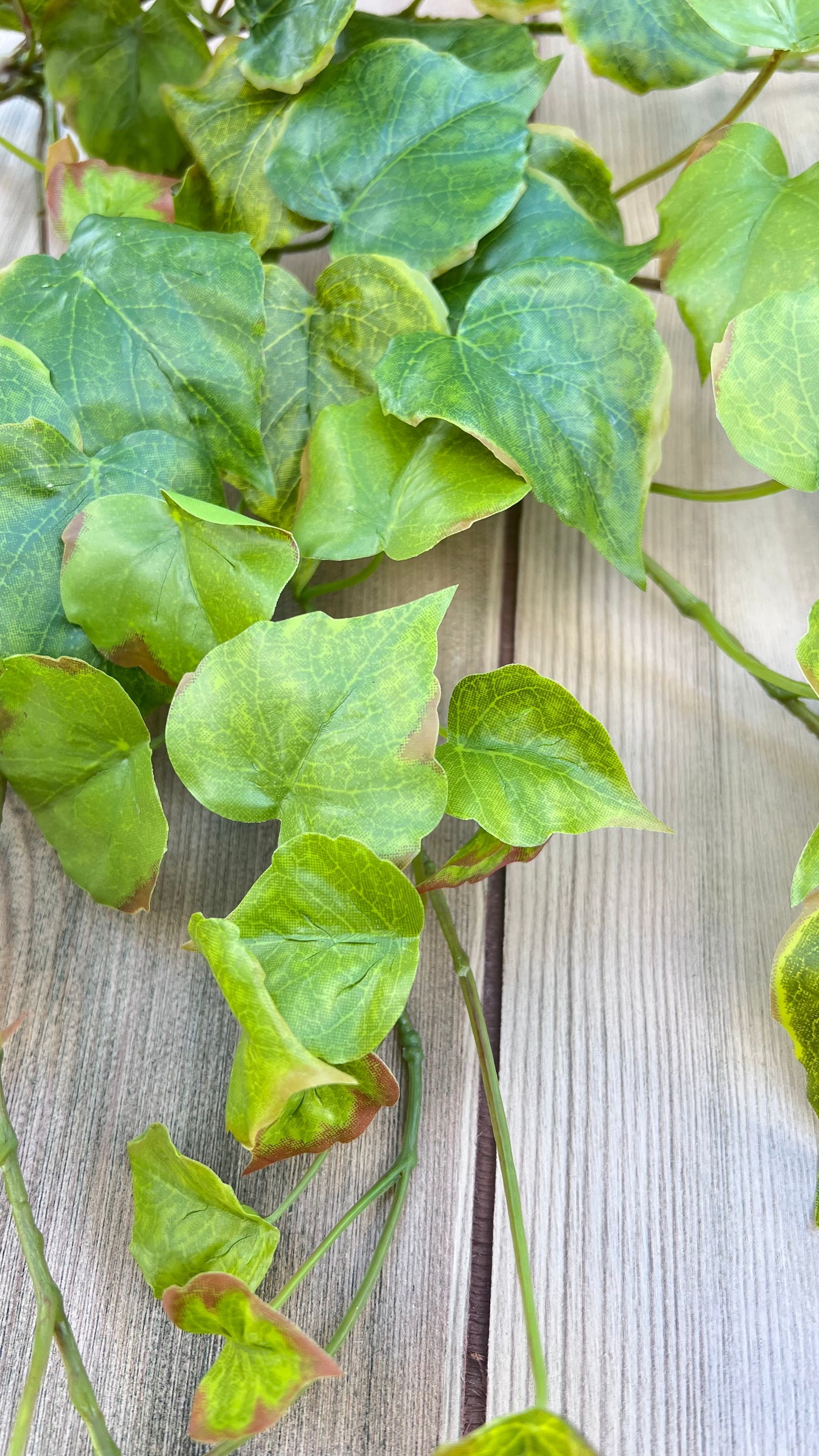 Close up botanical detail of our Cottonwood Ivy Bush — Light Green highlighting leaf shape and veining