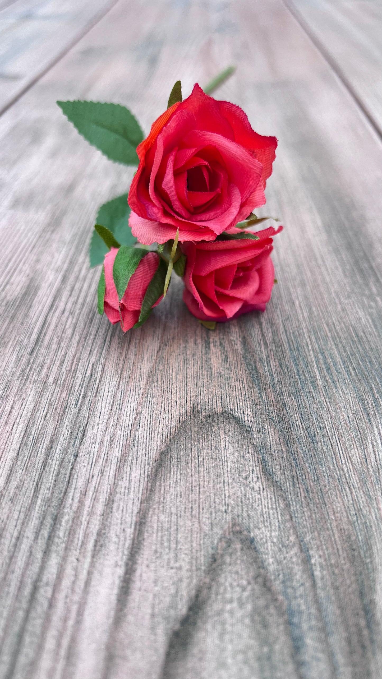 Close-up botanical detail of coral rose petals and layered bloom structure