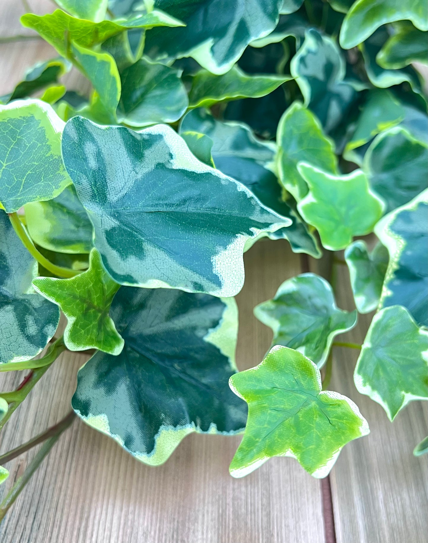 Botanical detail of Variegated Hanging Ivy Bush showcasing realistic ivy leaf shape and variegation