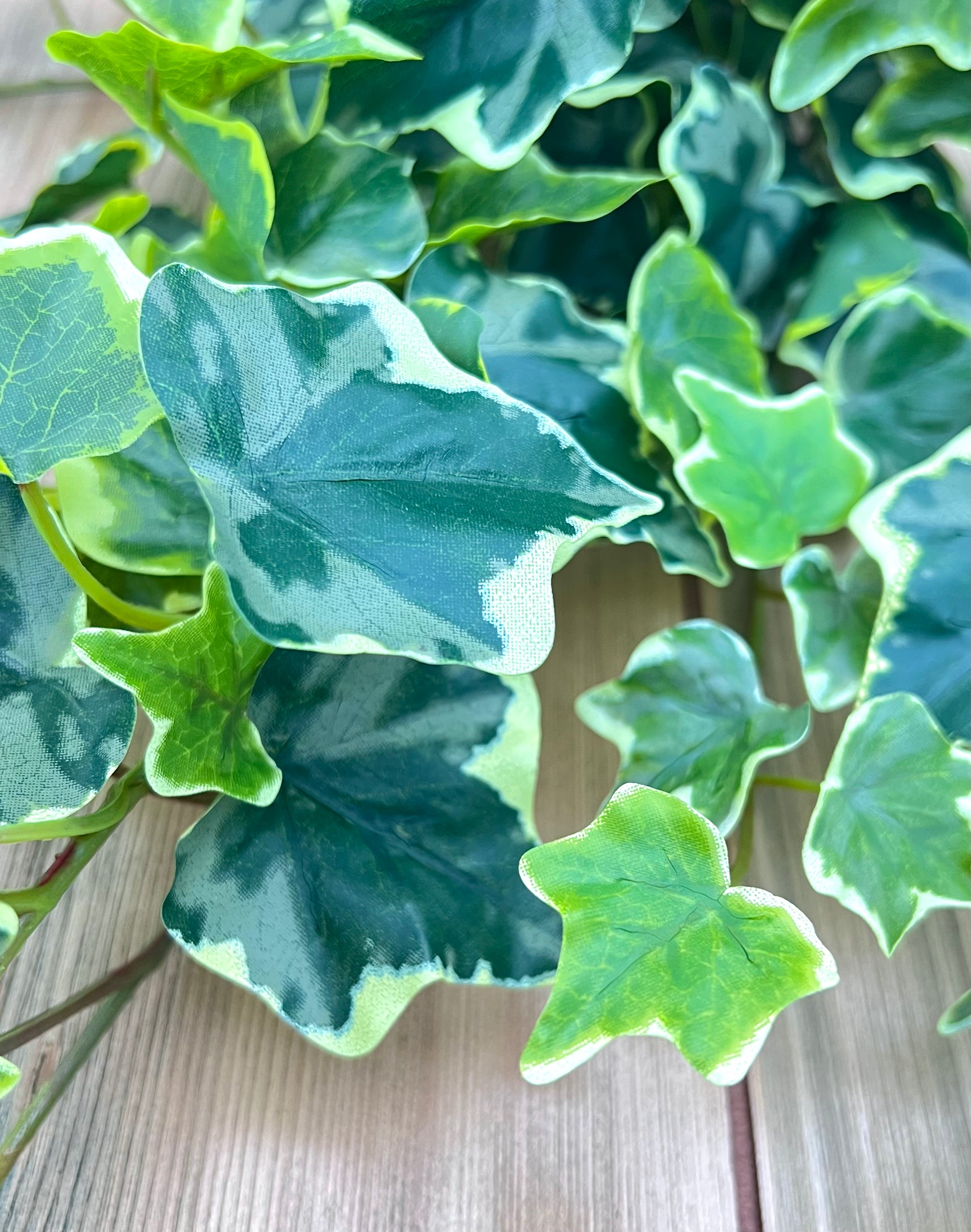 Botanical detail of Variegated Hanging Ivy Bush showcasing realistic ivy leaf shape and variegation