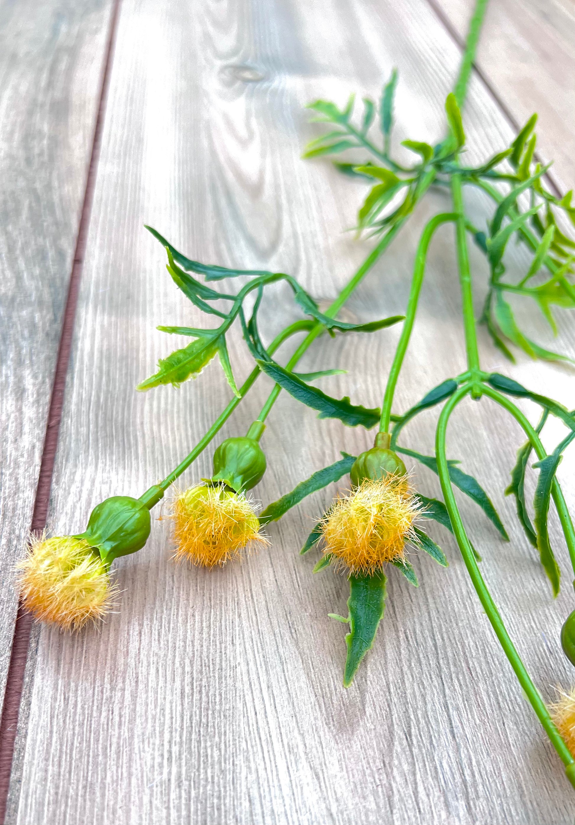 Botanical detail of Yellow Meadow Pod Spray highlighting tufted blooms, pod structure, and foliage