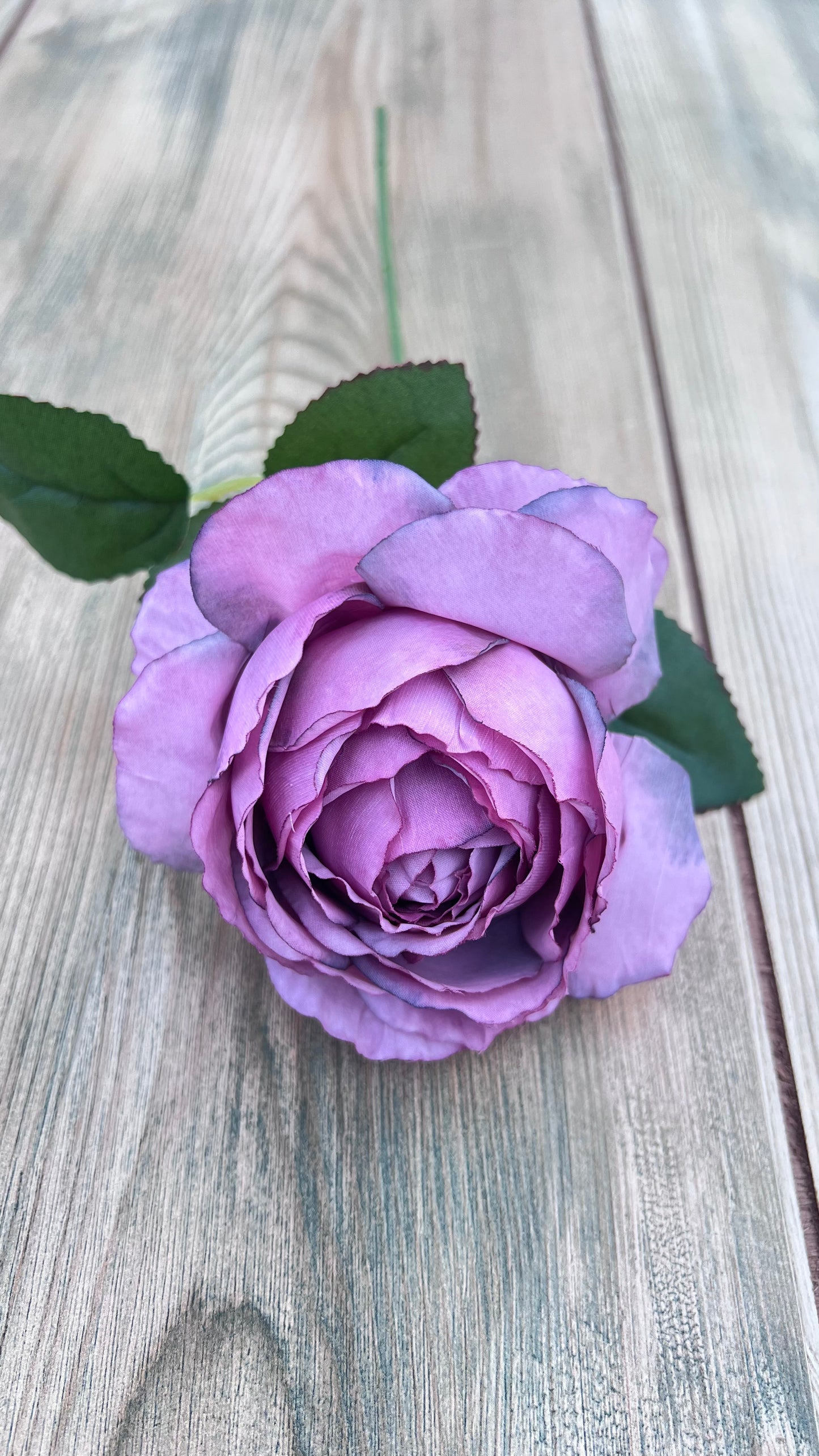 Botanical detail of Antique Violet cabbage rose petals and realistic leaf construction