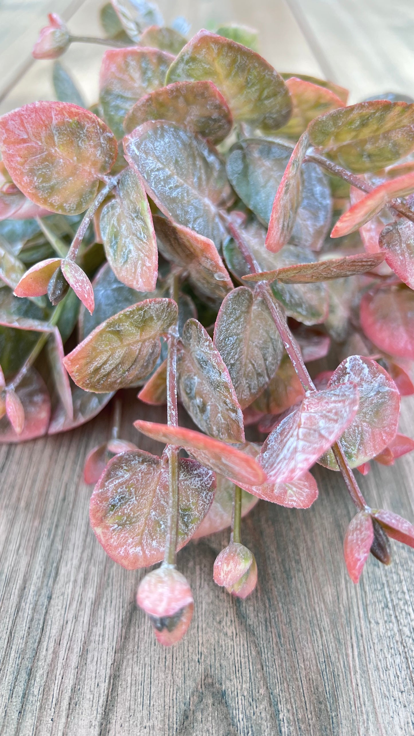 Botanical detail of Wild Grass Bundle-Frosted Blush featuring rounded frosted foliage