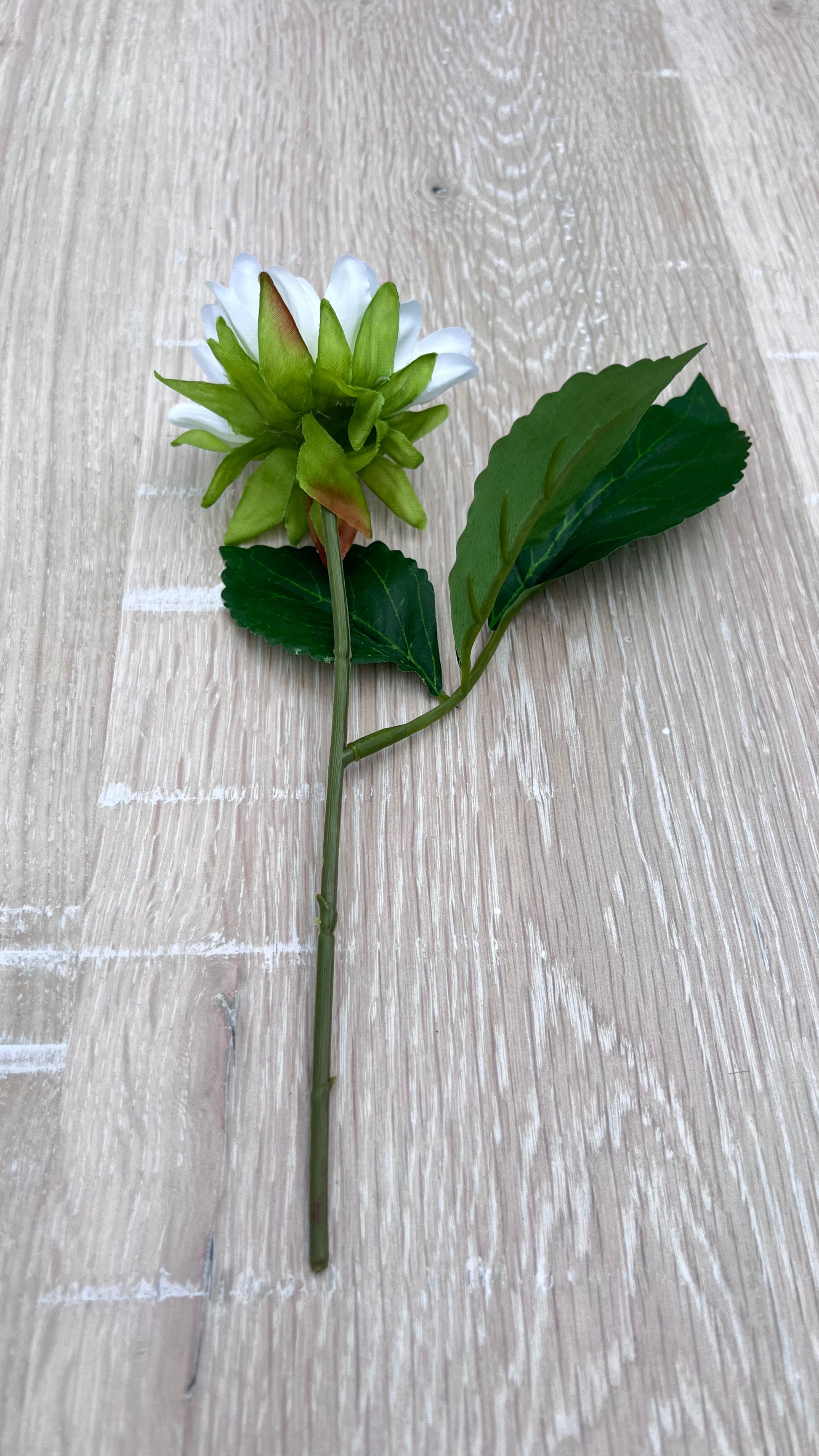 White Dahlia bloom close-up highlighting  bloom shape, foliage, stem detail, and botanical details