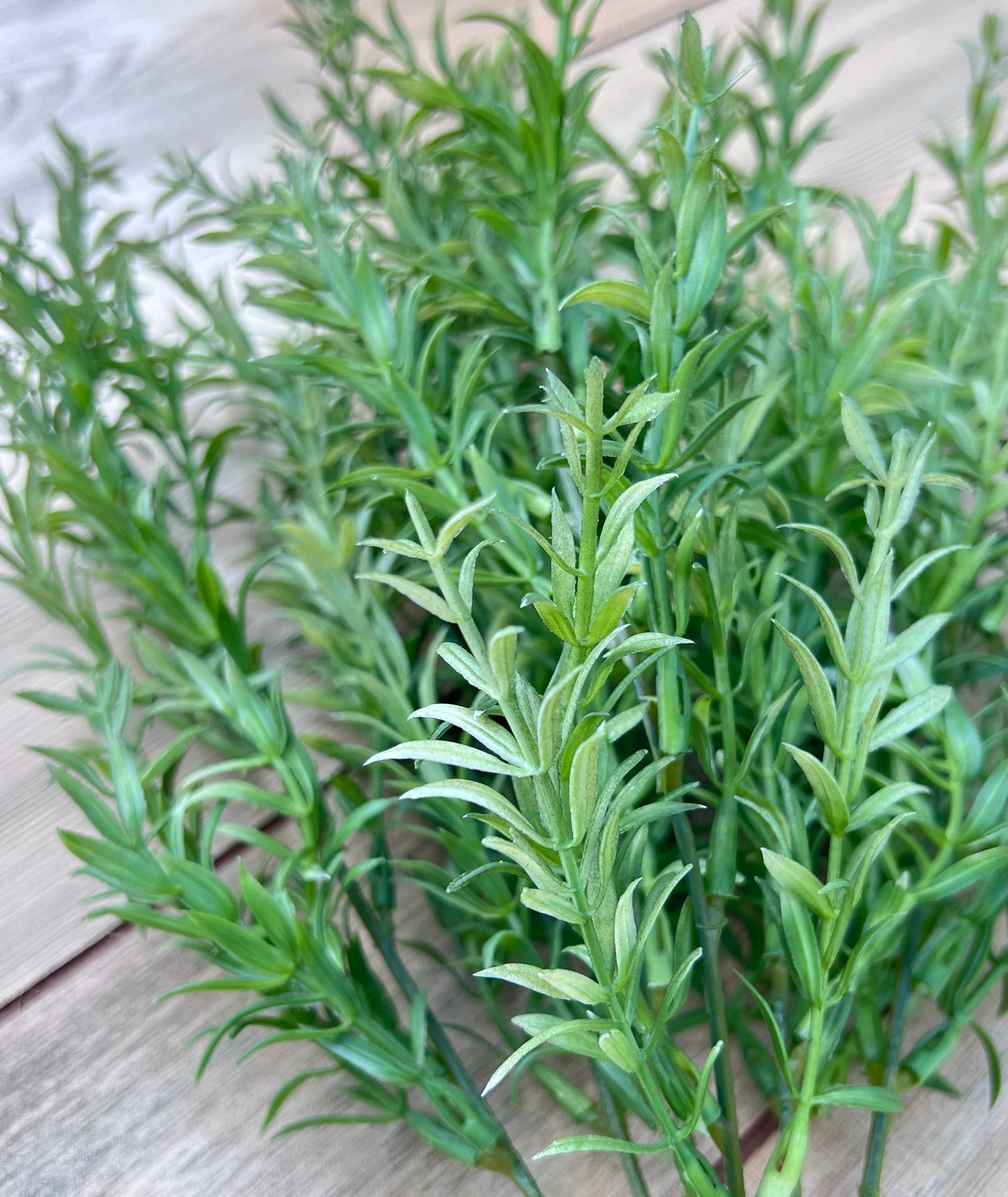 Close-up botanical detail of our Rosemary Bush foliage and leaf structure