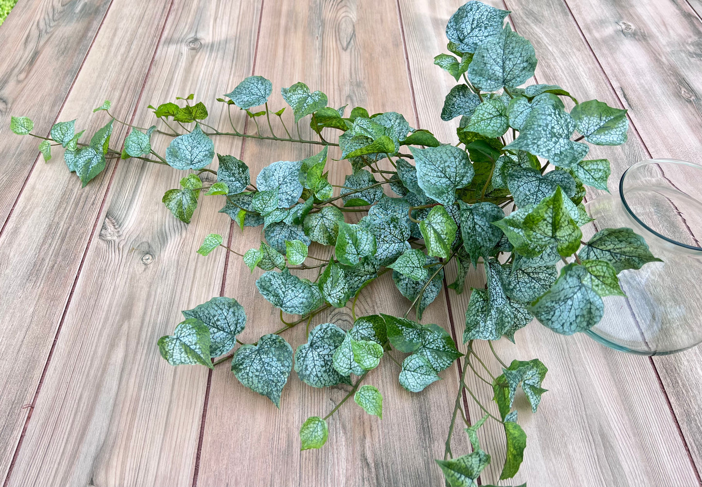 Botanical detail of the Cottonwood Frost Ivy leaves showing natural veining and variegation