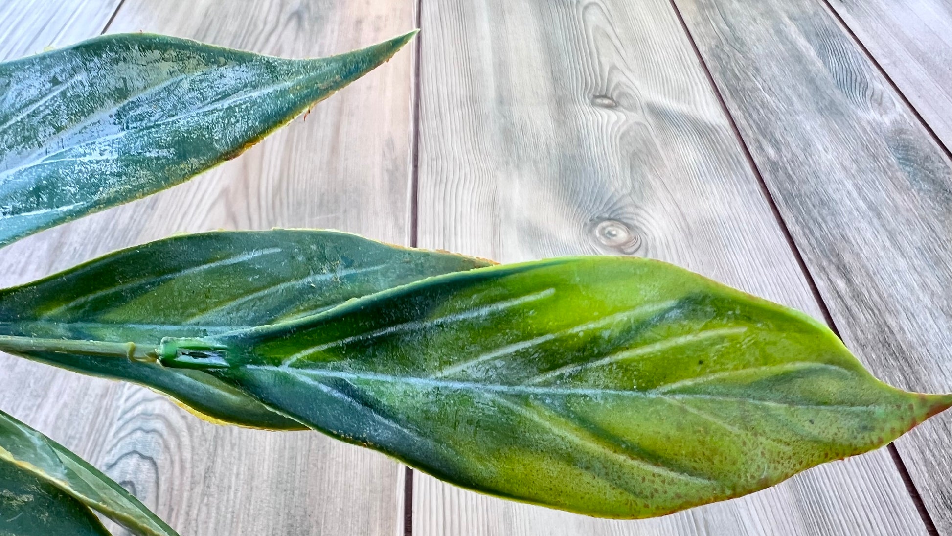 Close up of individual leaves from our  Leaf Bush — Yellow Green highlighting natural veining and botanical characteristics