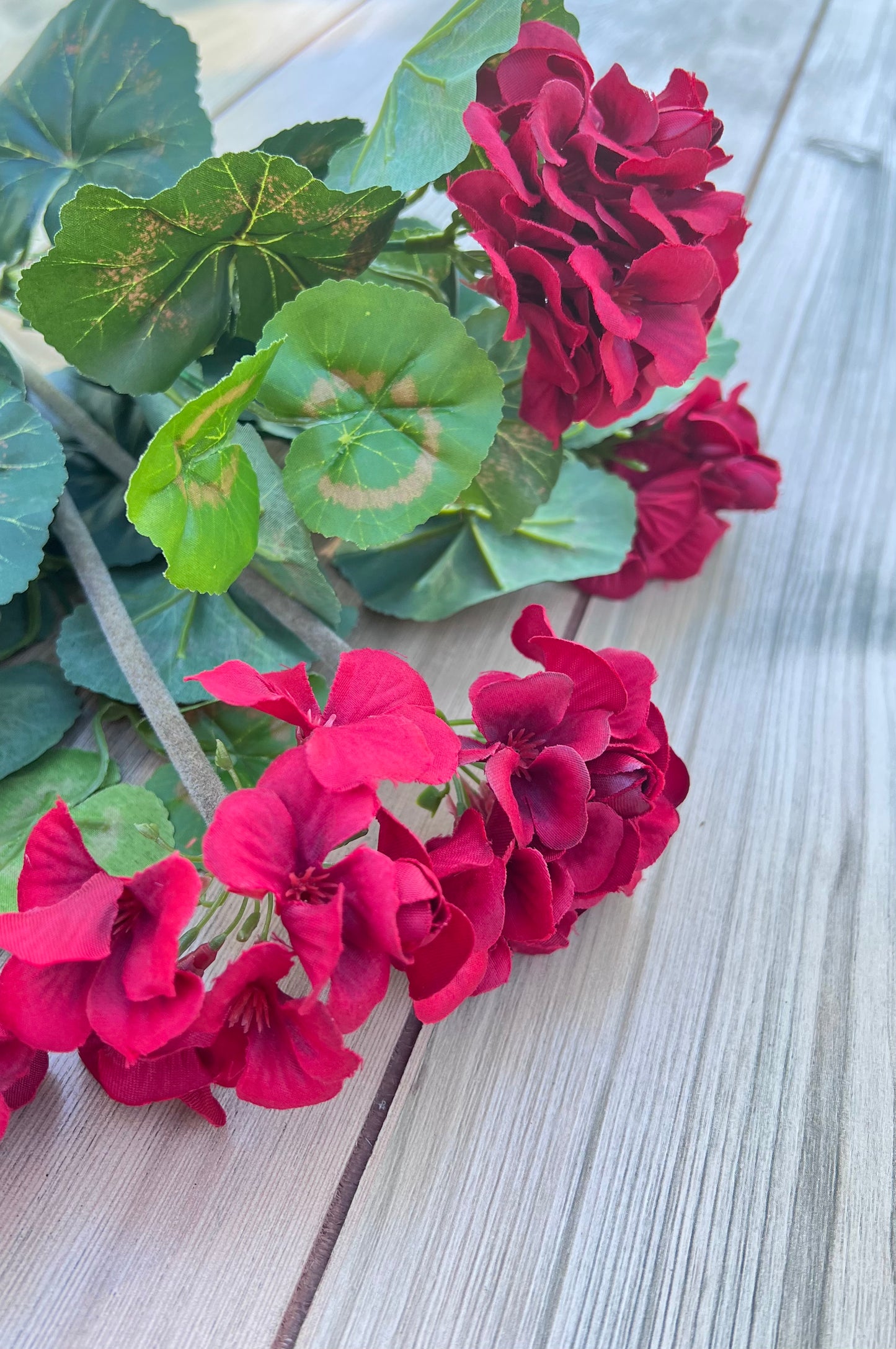 Botanical detail of the Red Geranium Bush highlighting realistic foliage and bloom characteristics