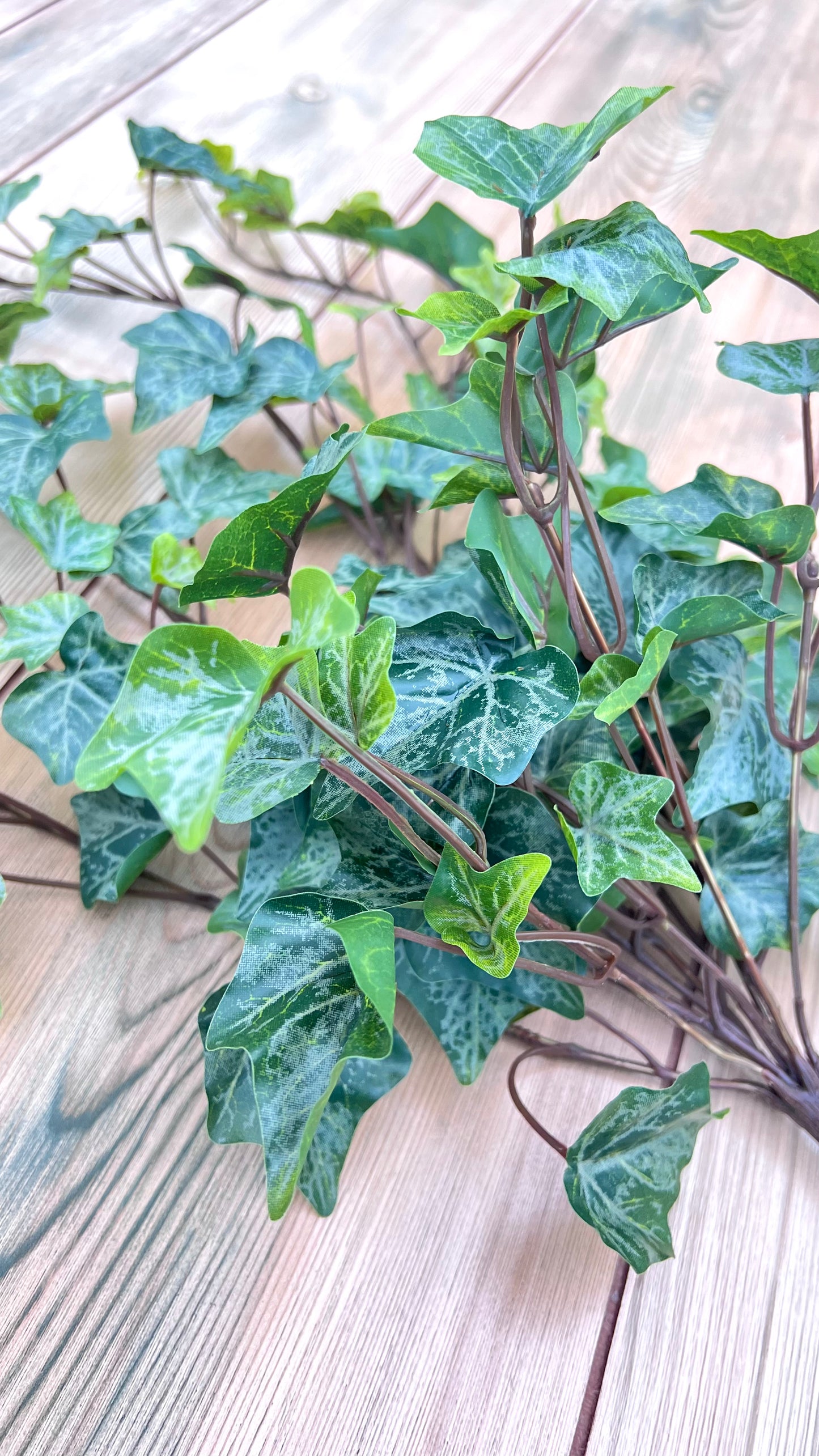 Botanical detail from the Hanging Ivy Bush — Frost  highlighting realistic ivy leaf shape, veining, and color variation