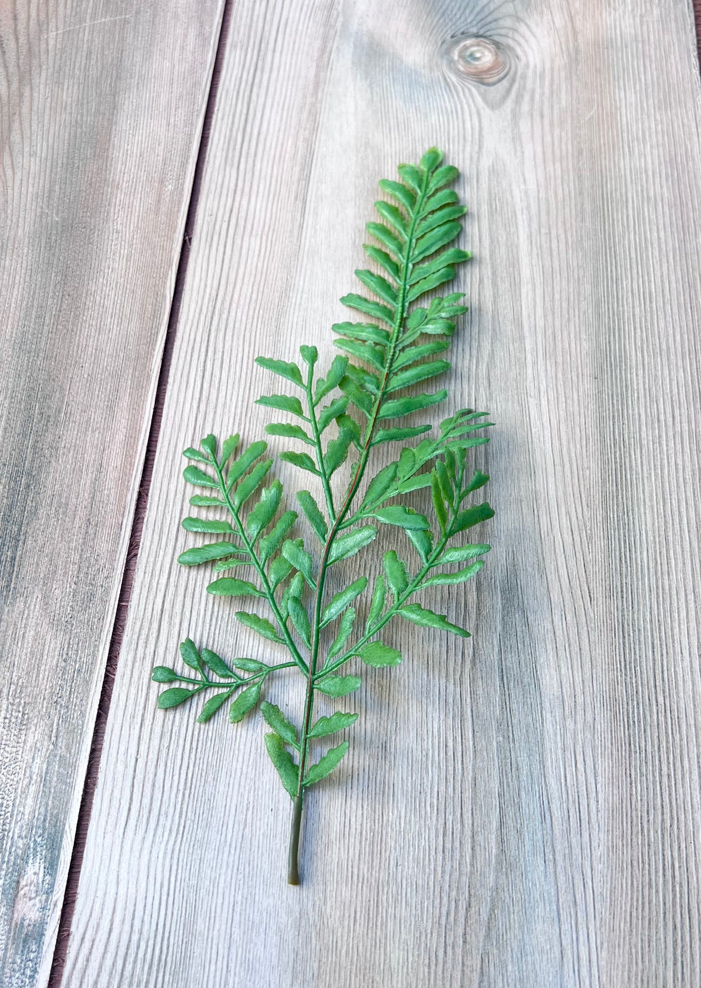 Single stem from Persian Leaves Bush showing foliage placement and natural movement