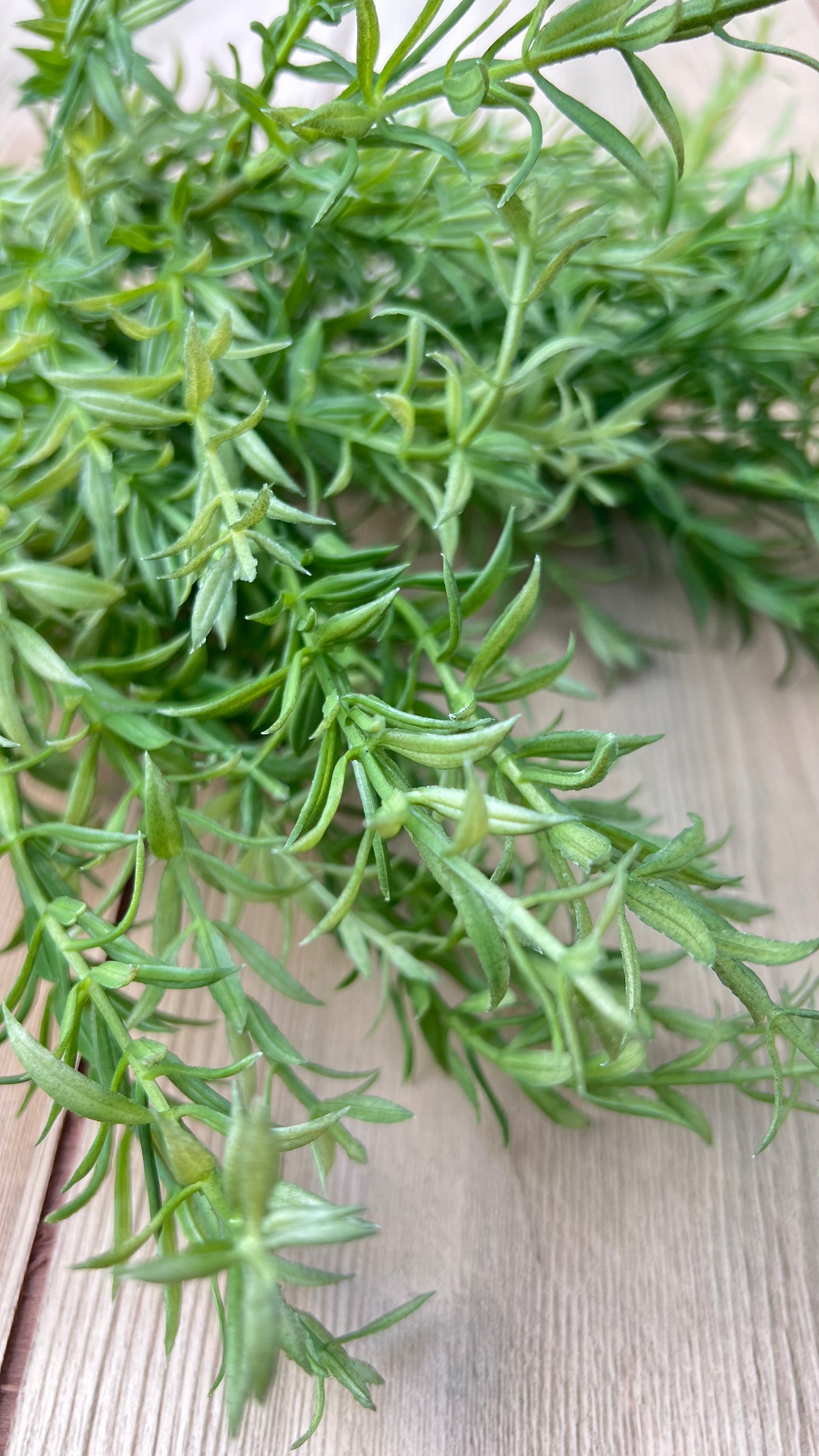 Fine textured foliage detail of Rosemary Bush greenery