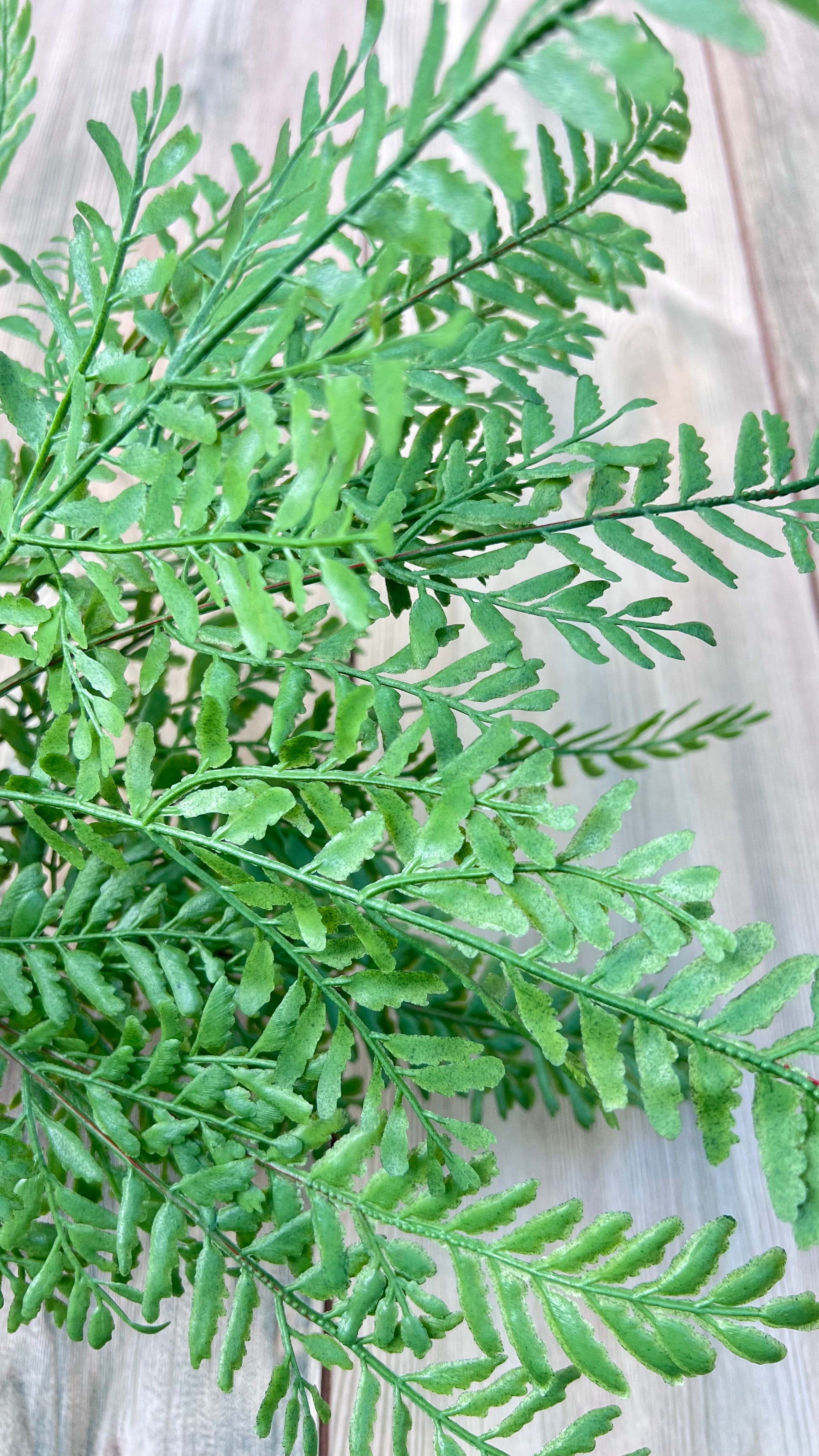 Texture detail of elongated leaflets on our Persian Leaves Bush