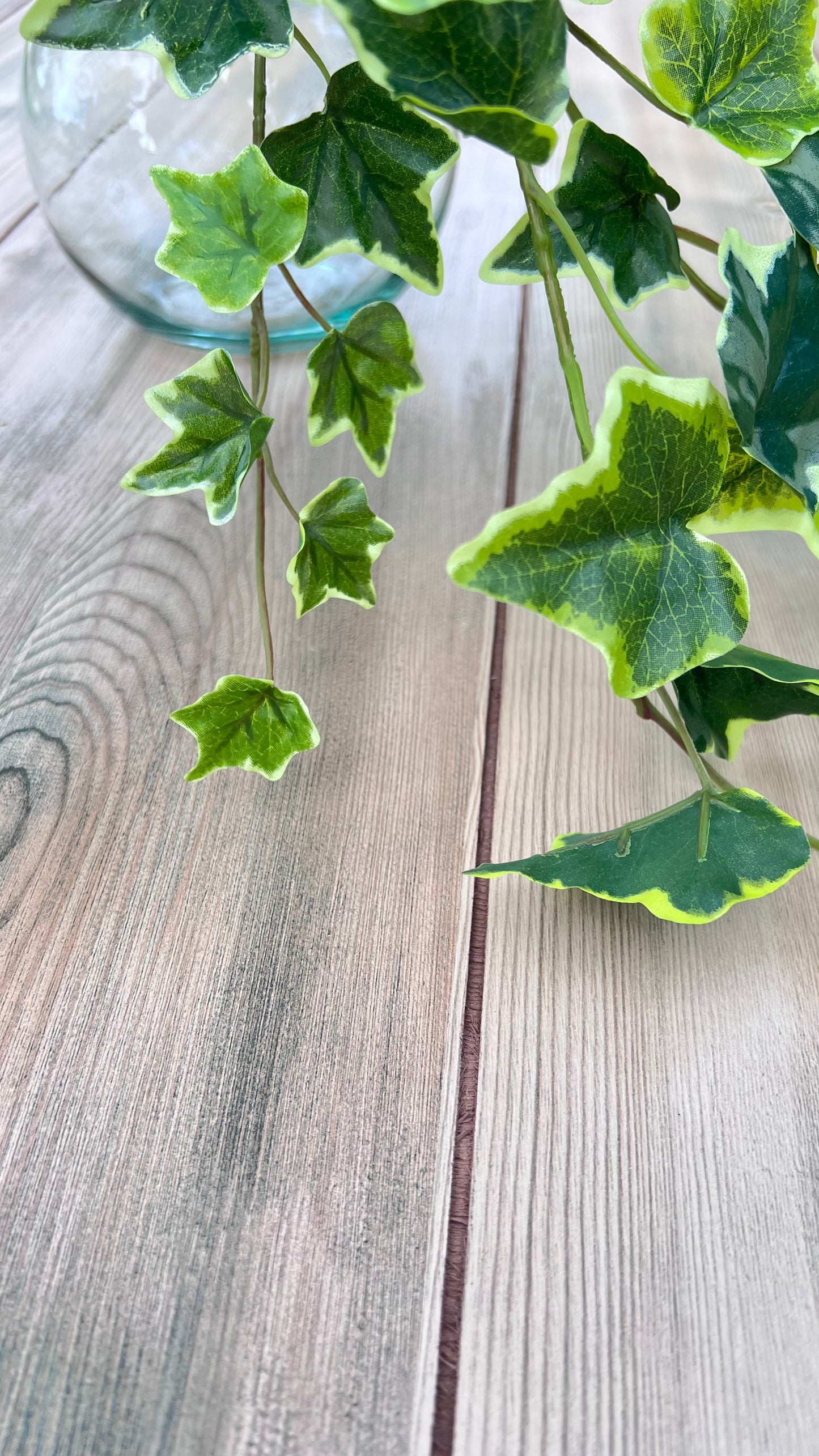 Texture detail of Variegated Hanging Ivy Bush highlighting layered foliage and dimensional leaf surfaces