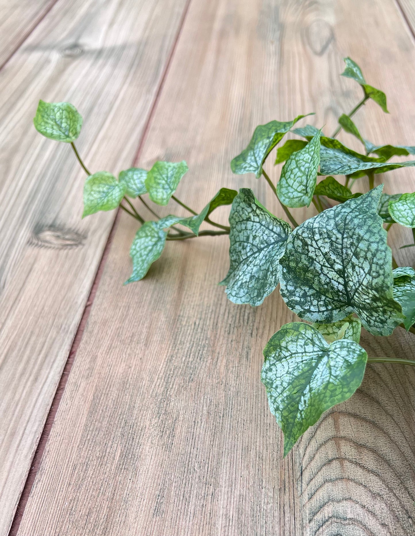 Textural detail from the Cottonwood Frost Ivy foliage featuring frosted leaf surfaces