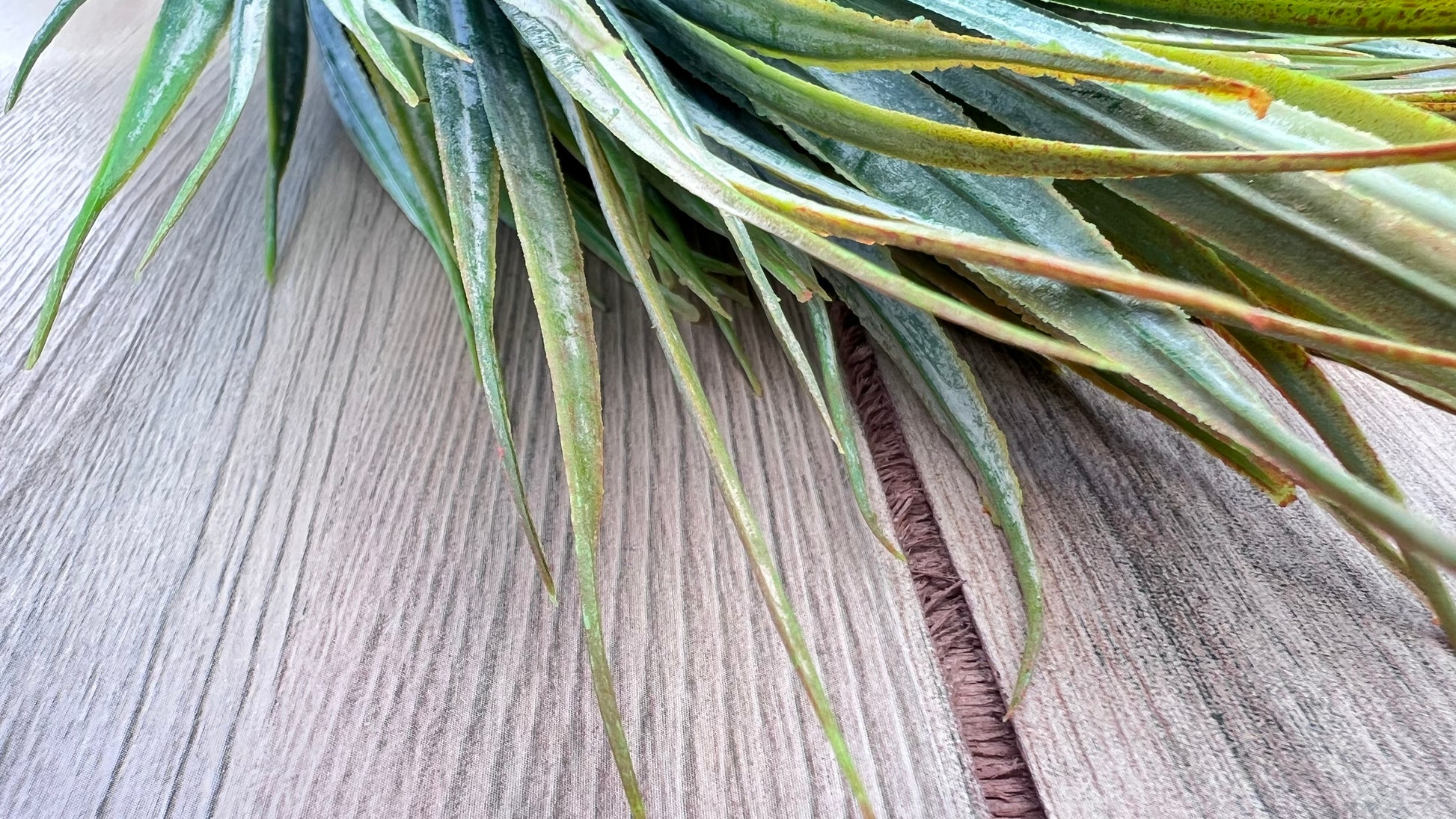 Textural detail of the Fine Grass Bush | Yellow Green  highlighting fine grassy texture