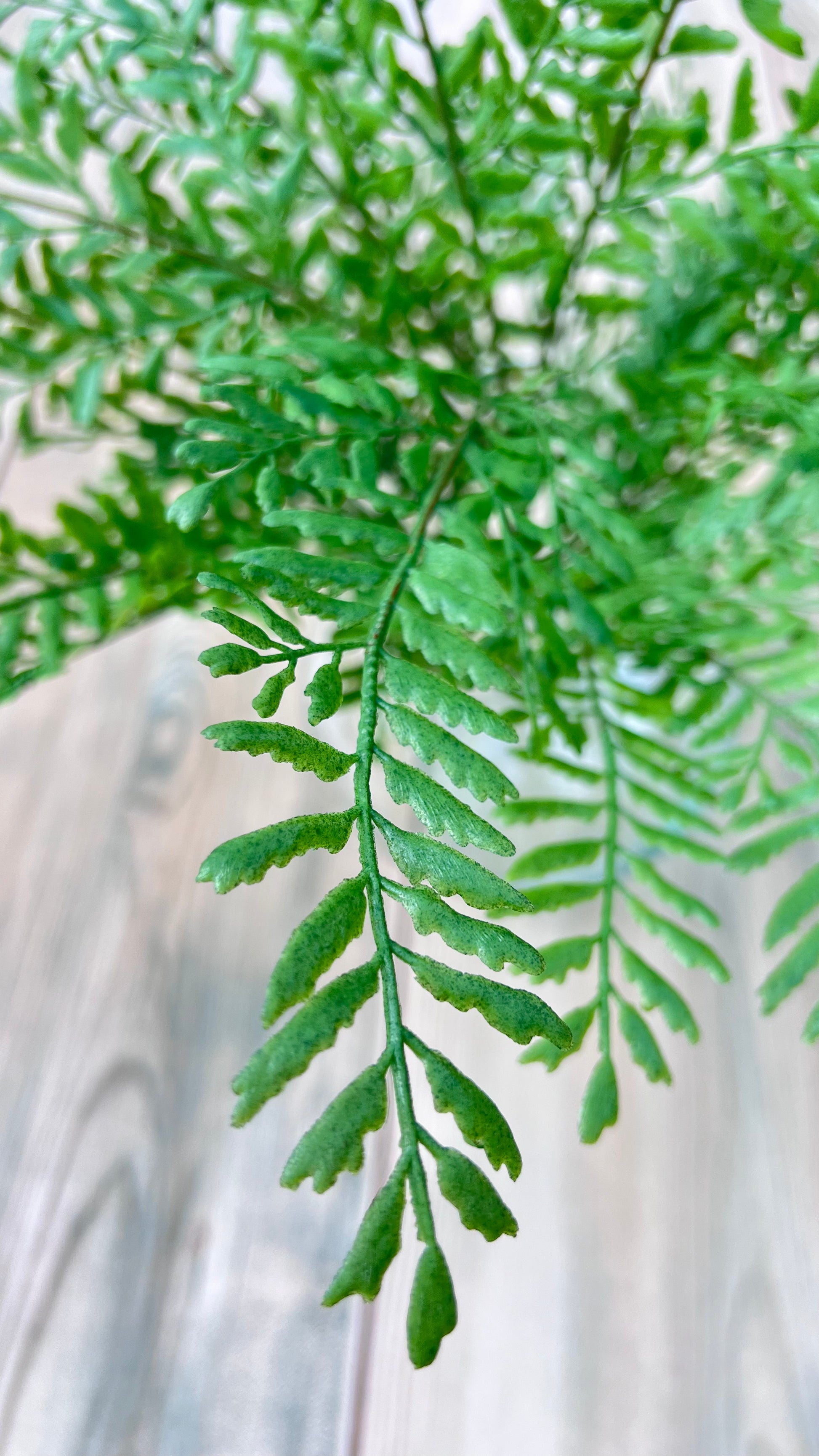 Close-up botanical detail of our Persian Leaves Bush foliage and stem structure
