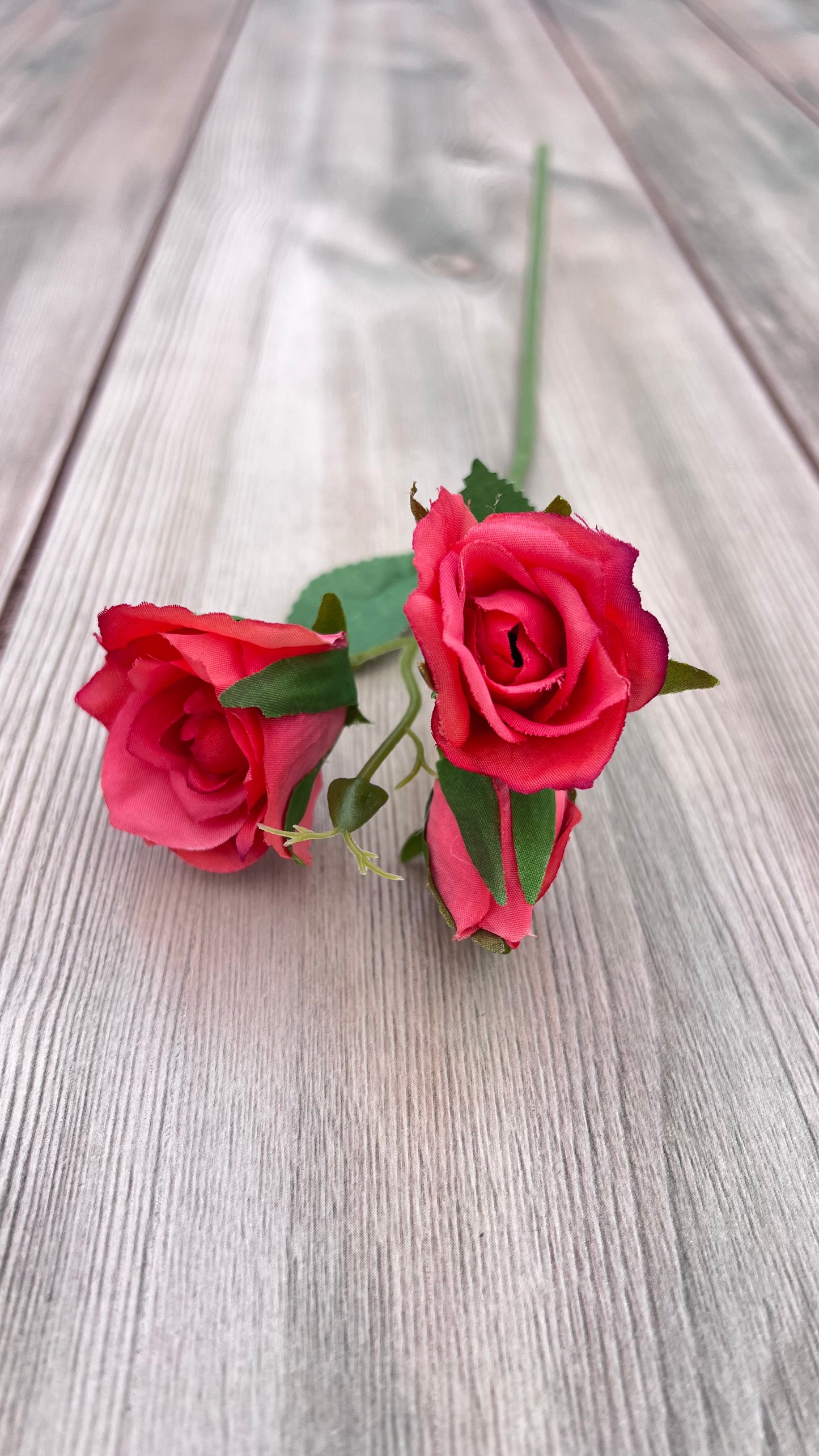 Coral rose bloom showcasing warm coral coloration and realistic petal shading