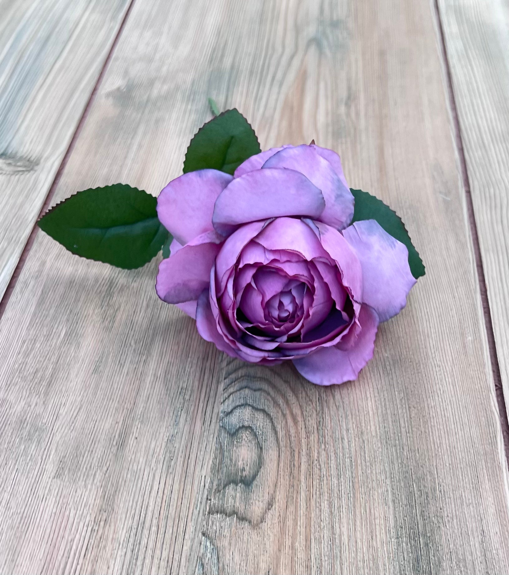 Antique Violet cabbage rose showcasing lavender, violet, and soft plum tones with smoky petal edges
