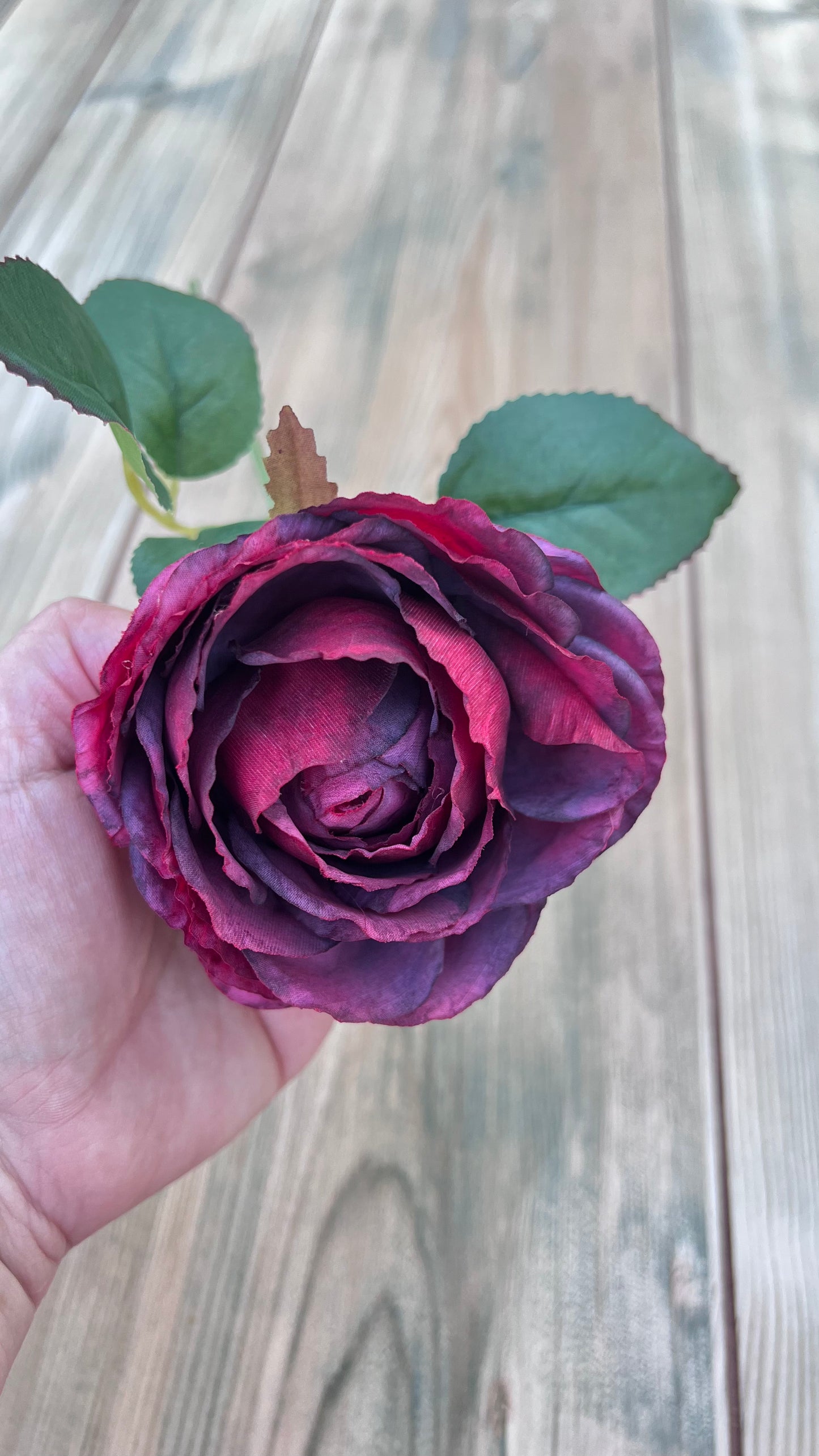 Raspberry Plum cabbage rose stem showcasing rich raspberry tones with deep plum shading
