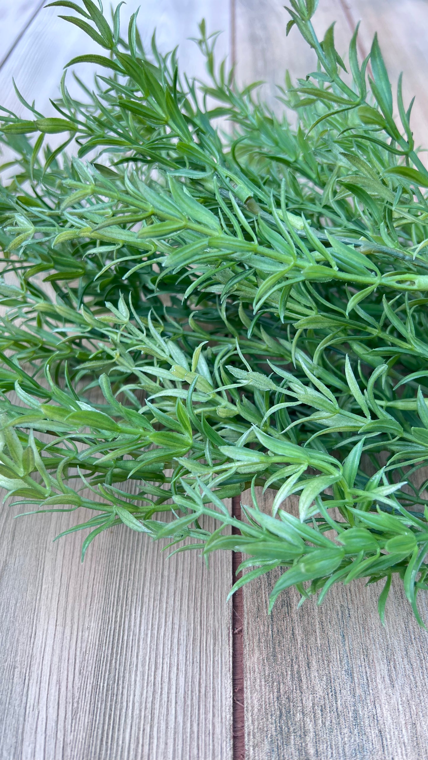 Natural green coloration and tonal variation of Rosemary Bush foliage
