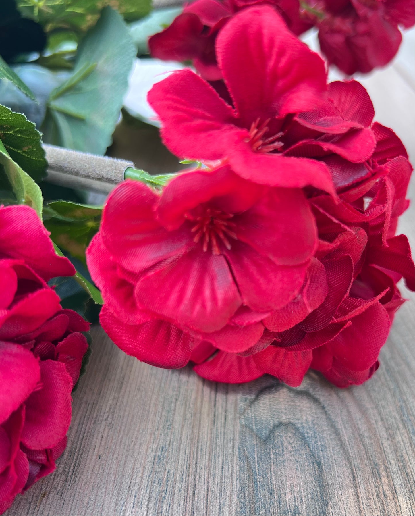 Color detail of Red Geranium Bush highlighting rich red blooms with subtle tonal variation