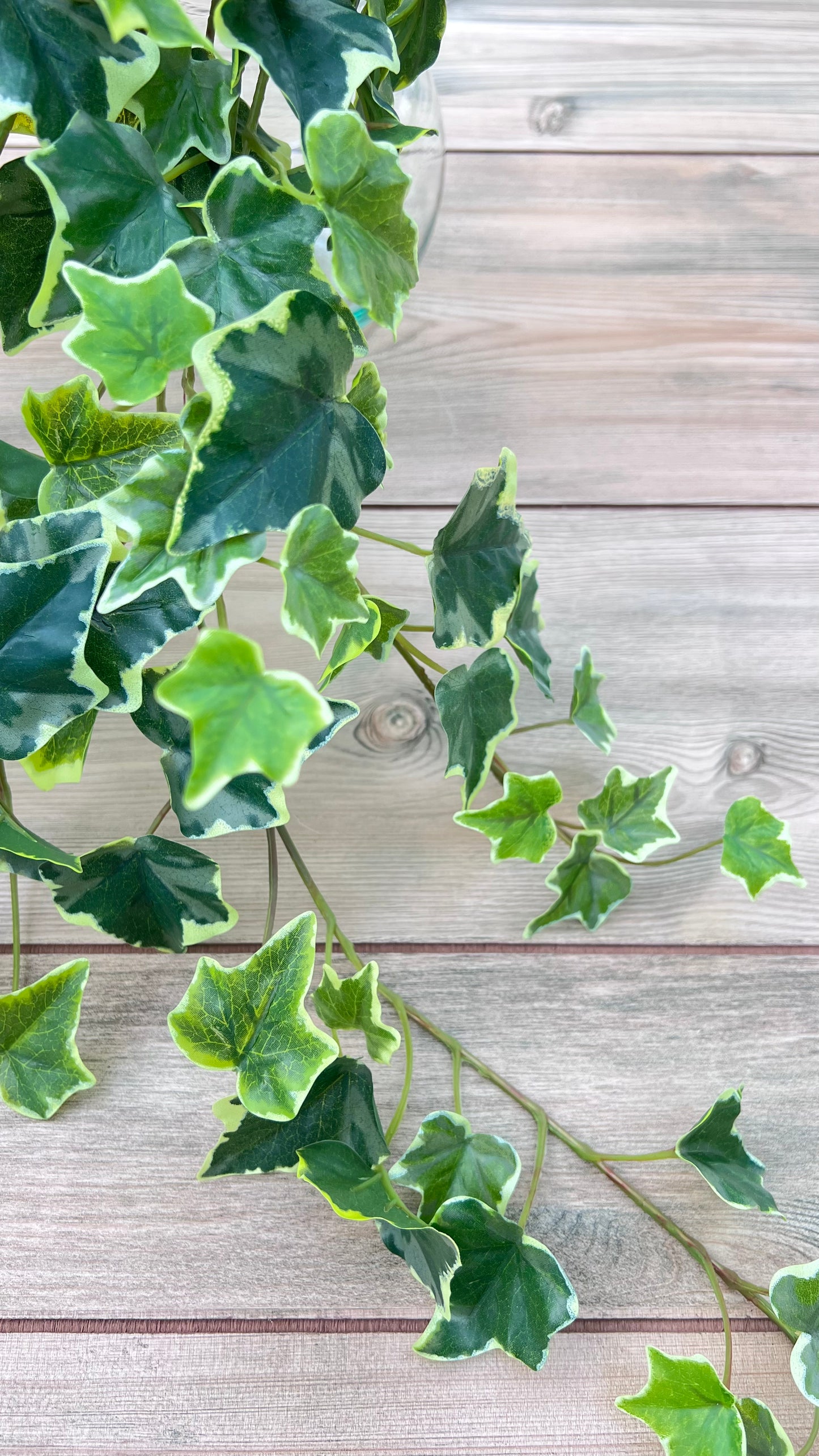 Color detail from the Variegated Hanging Ivy Bush featuring rich green leaves with soft cream margins