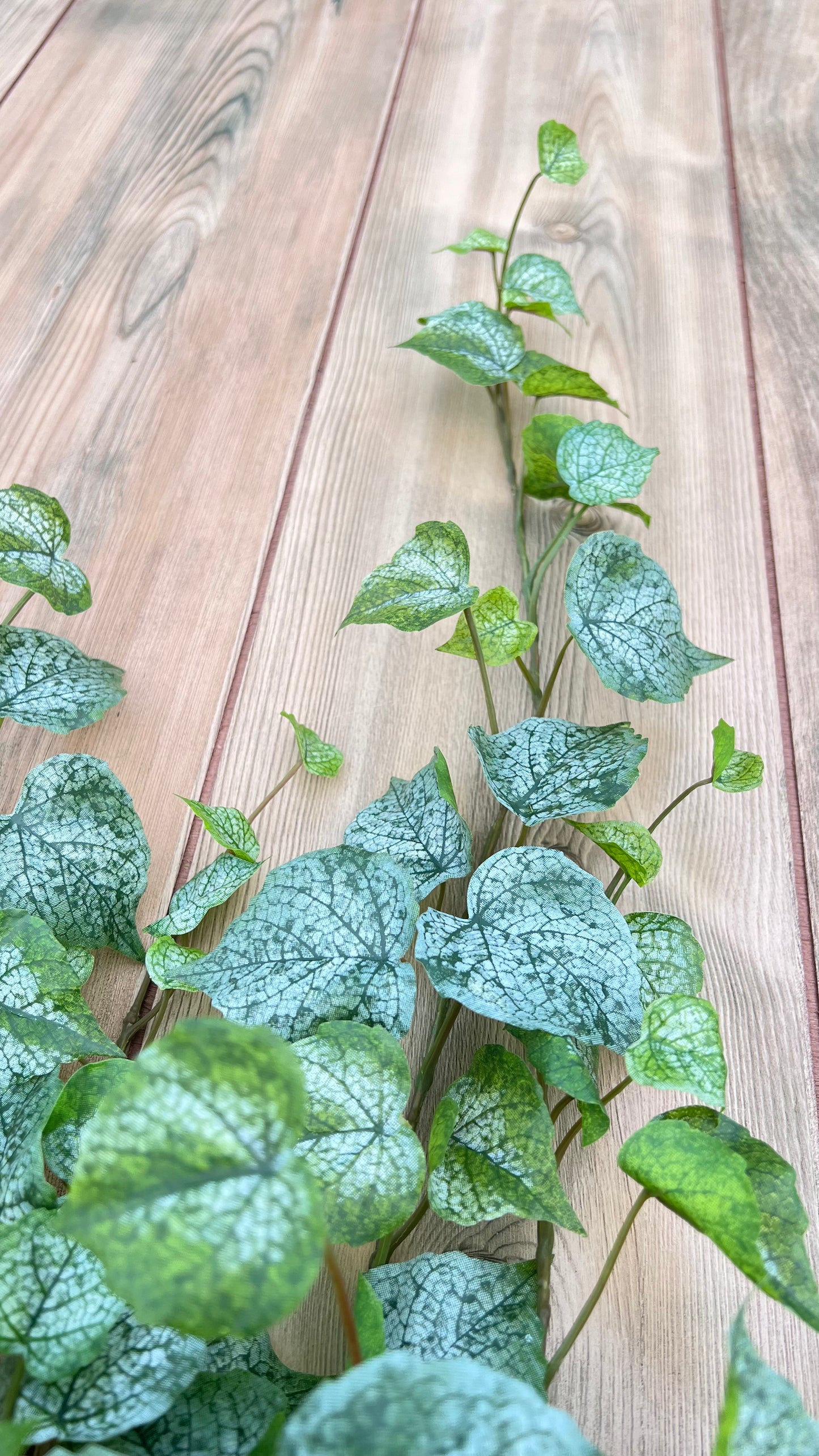 Color detail of Cottonwood Frost Ivy Bush showing soft green and frosted white variegation