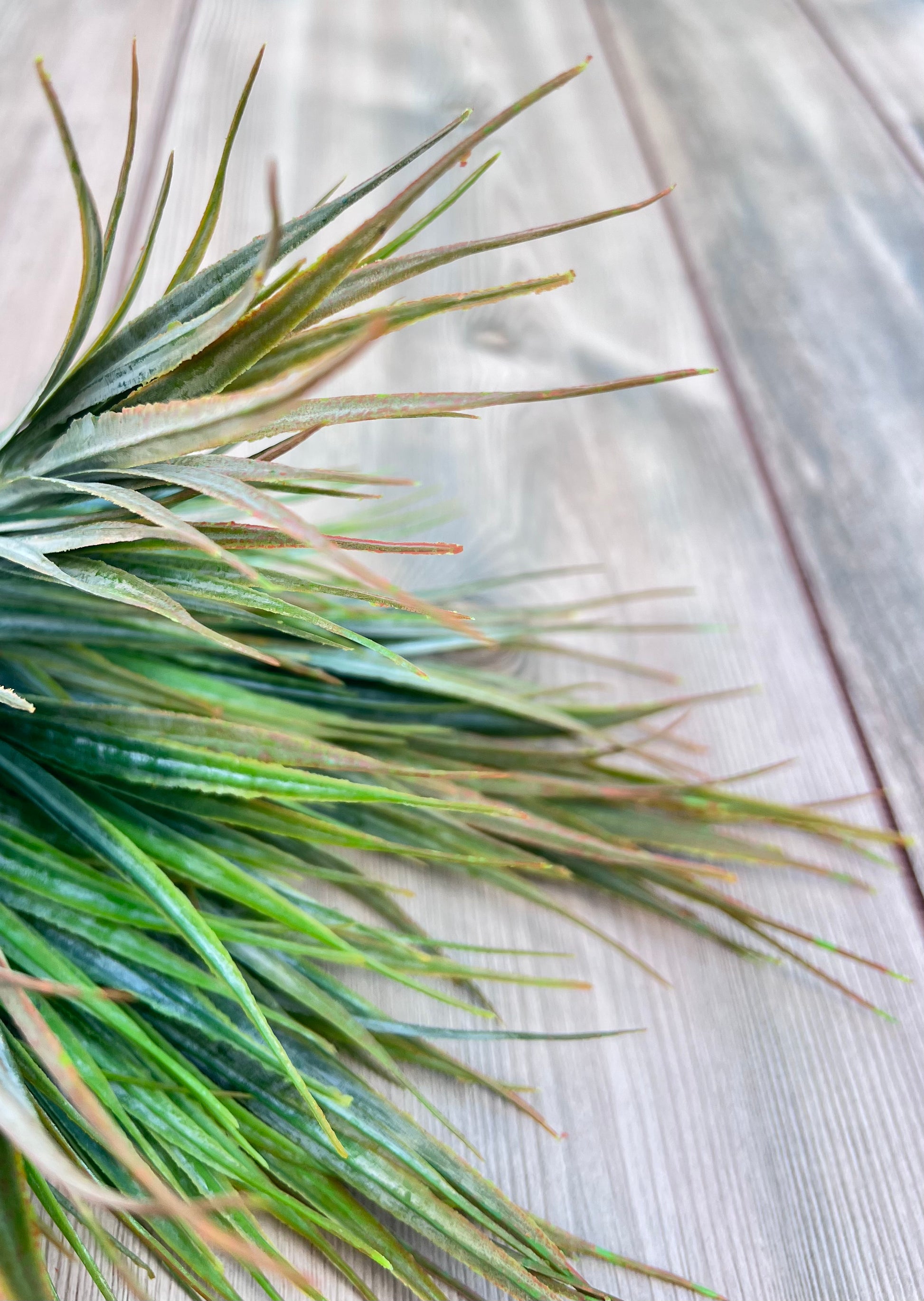 Color detail from the Fine Grass Bush | Yellow Green showing variegated green, yellow, and orange tones