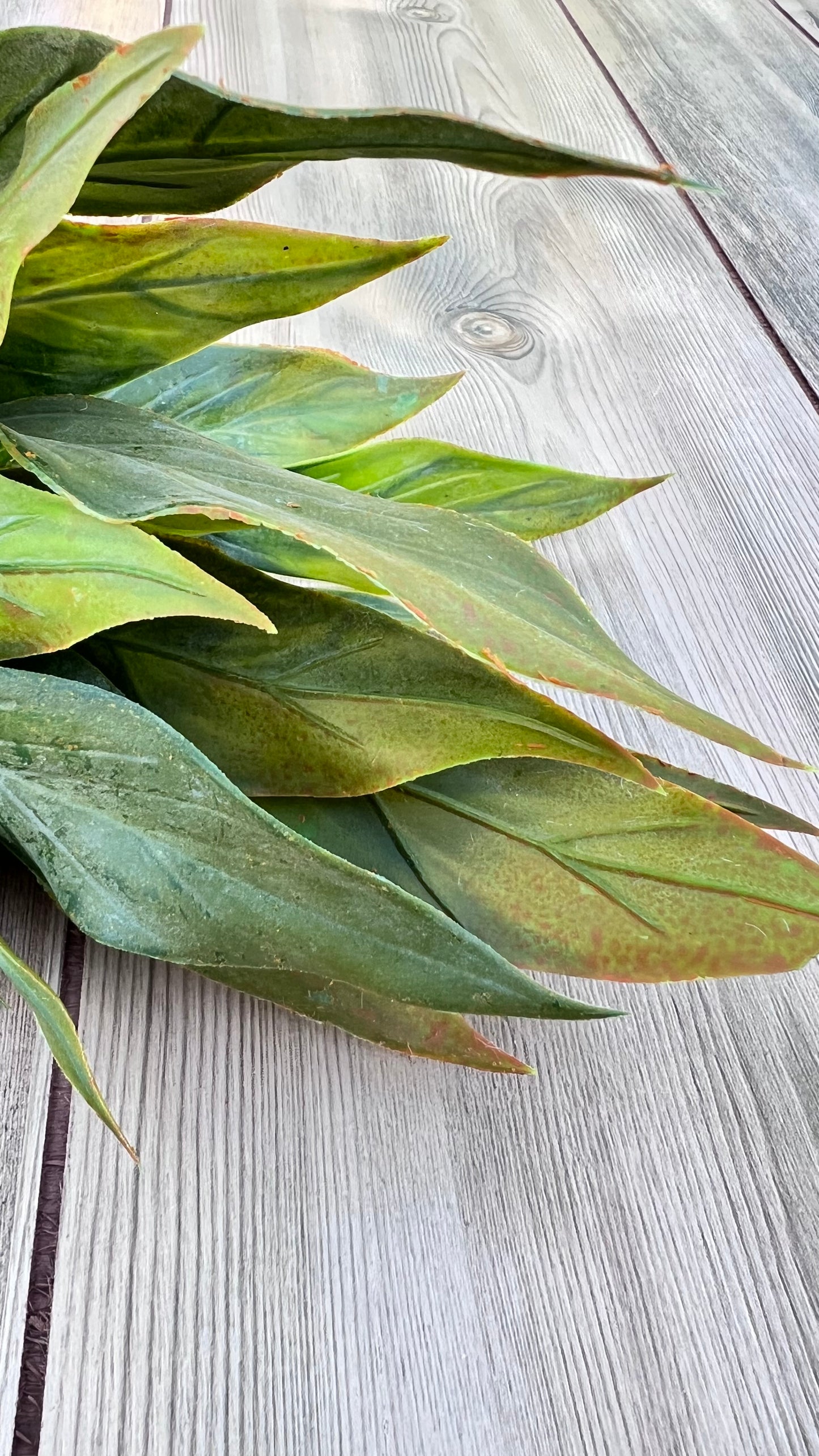 Close up of Leaf Bush — Yellow Green displaying deep green foliage with bright yellow-green highlights and warm mottled coloration