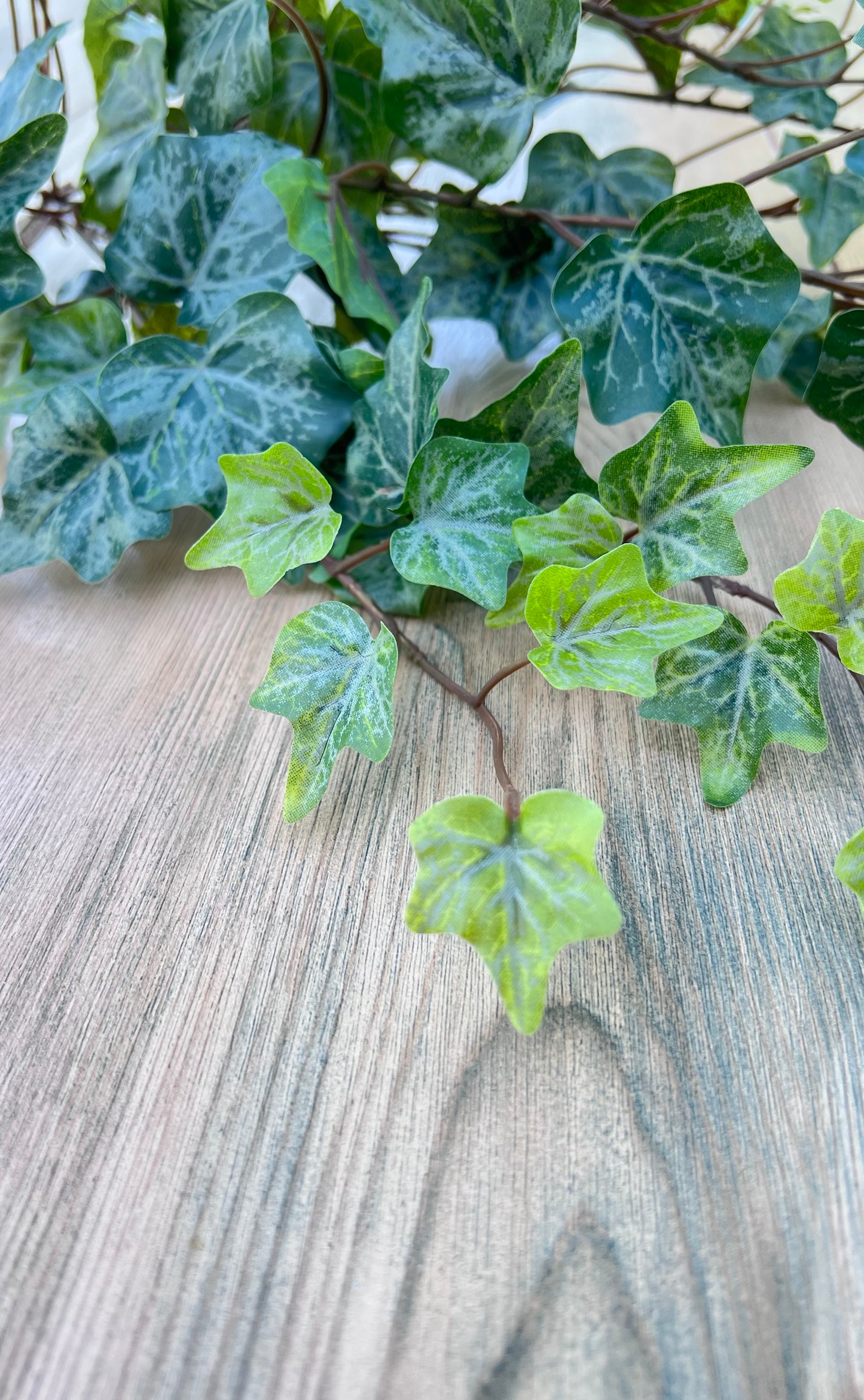 Color detail of the Hanging Ivy Bush — Frost showing variegated green foliage with soft frosted veining and fresh spring tones