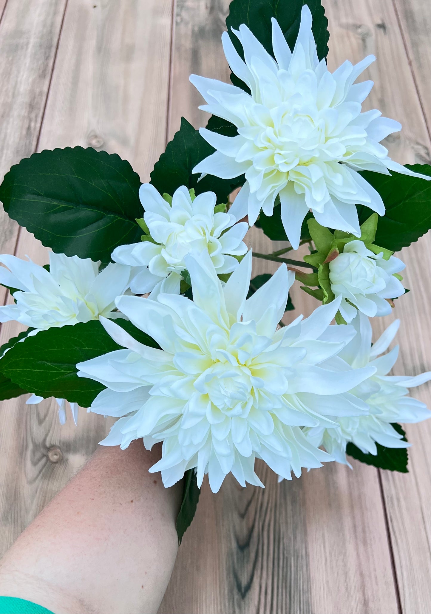 White Dahlia Bush from a designer's perspective showing bloom placement and design potential