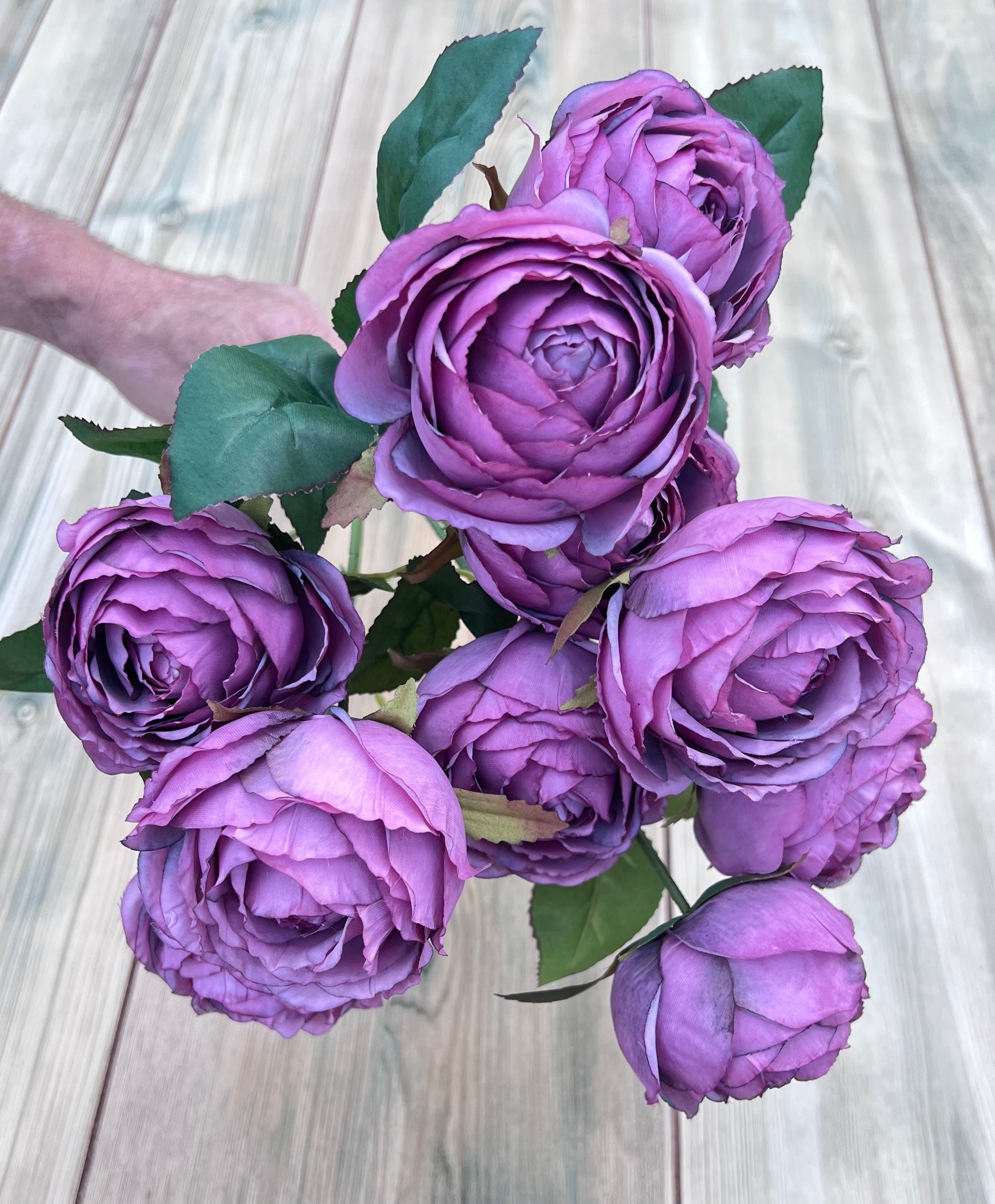 Designer's view of Antique Violet cabbage roses displaying color, form, and floral impact