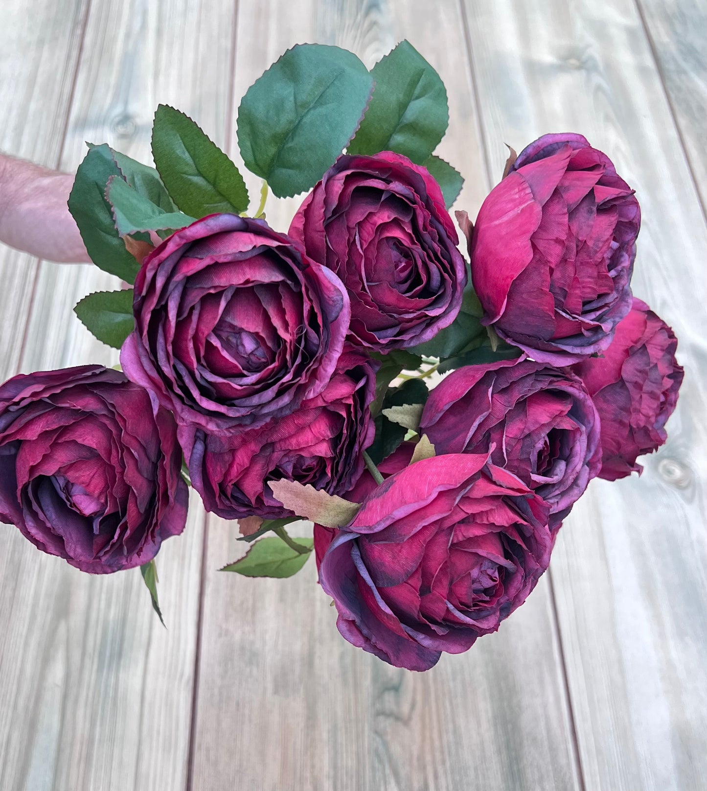Designer's view of Raspberry Plum cabbage rose bush displaying color, form, and floral impact