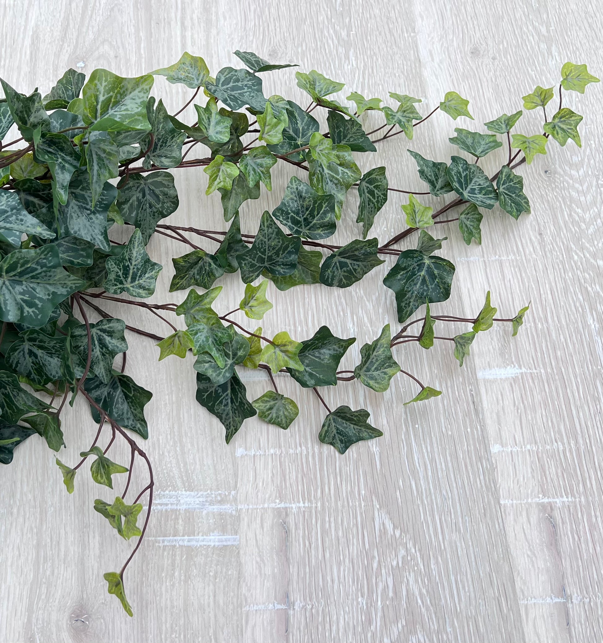 Designer's view of our Hanging Ivy Bush — Frost demonstrating natural movement, trailing habit, and design potential in arrangements and wreaths