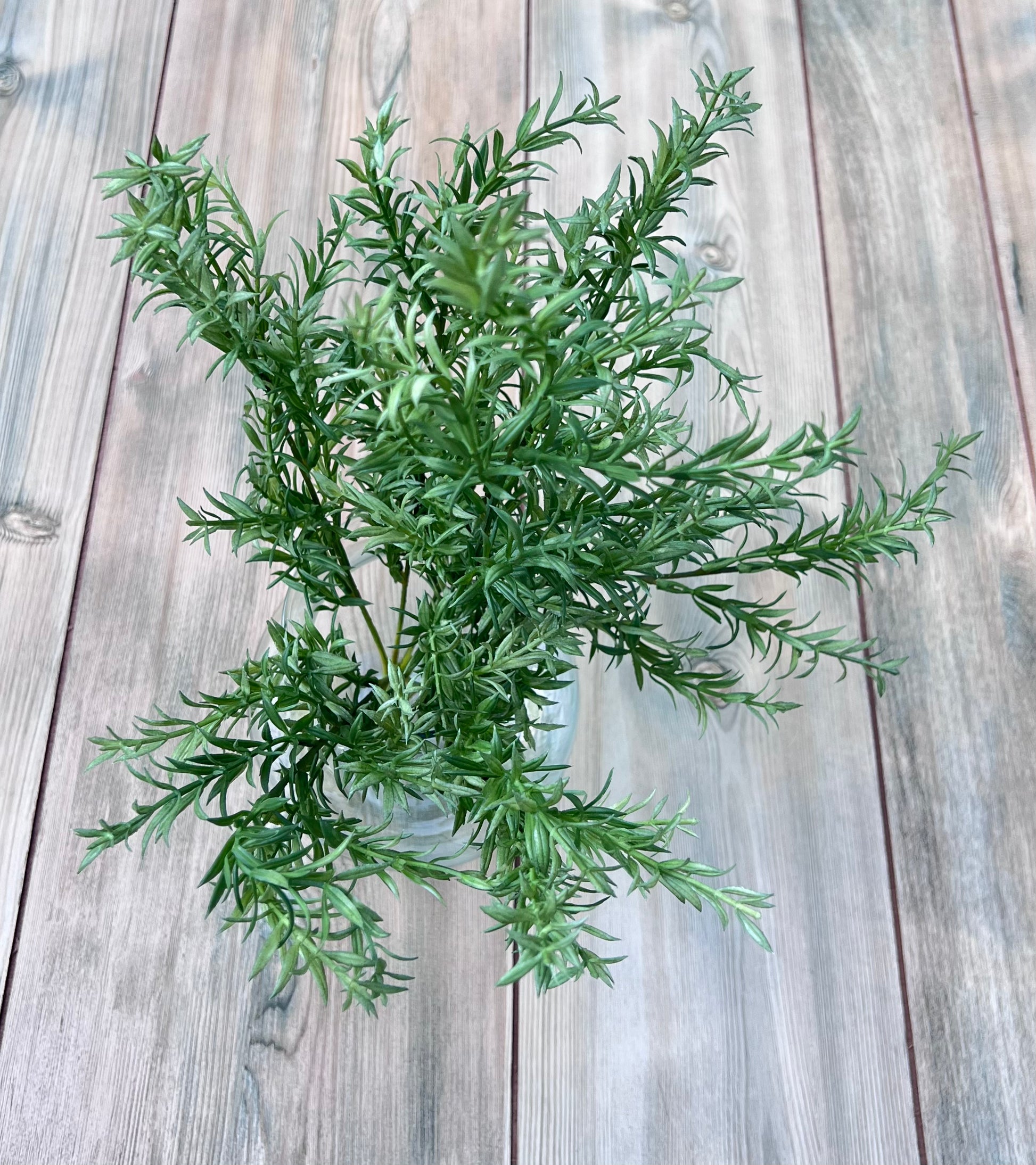 Rosemary Bush styled to demonstrate fine texture and layering within floral designs