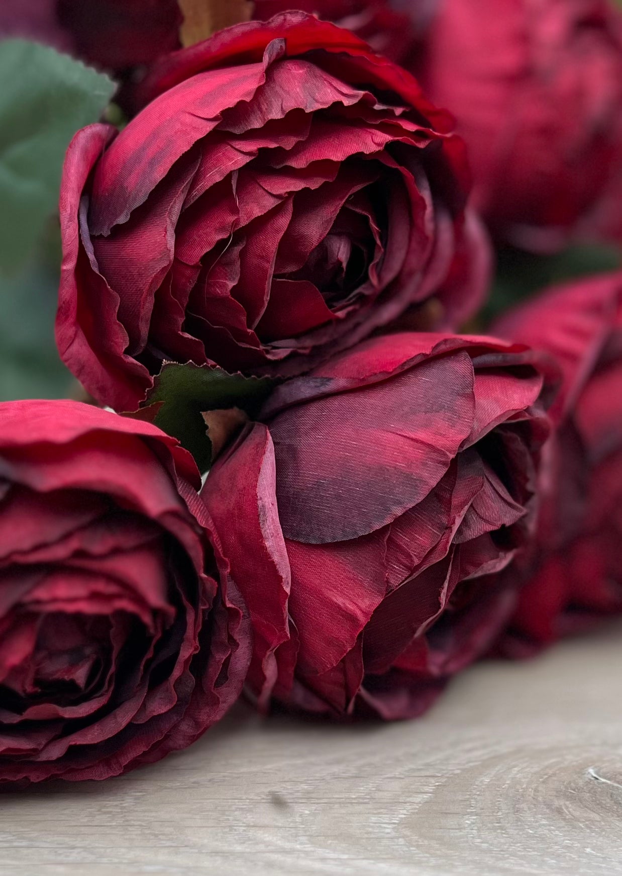 Designer's view of Cabernet cabbage rose bush displaying color, form, and floral impact