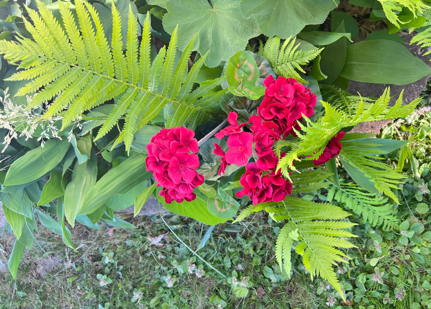 Red Geranium Bush paired with complementary garden textures and blooms demonstrating design inspiration and color contrast