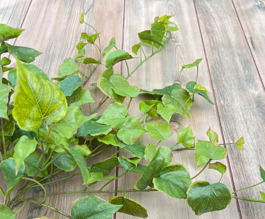Cottonwood Ivy Bush in Light Green trailing greenery with flowing movement and layered foliage detail