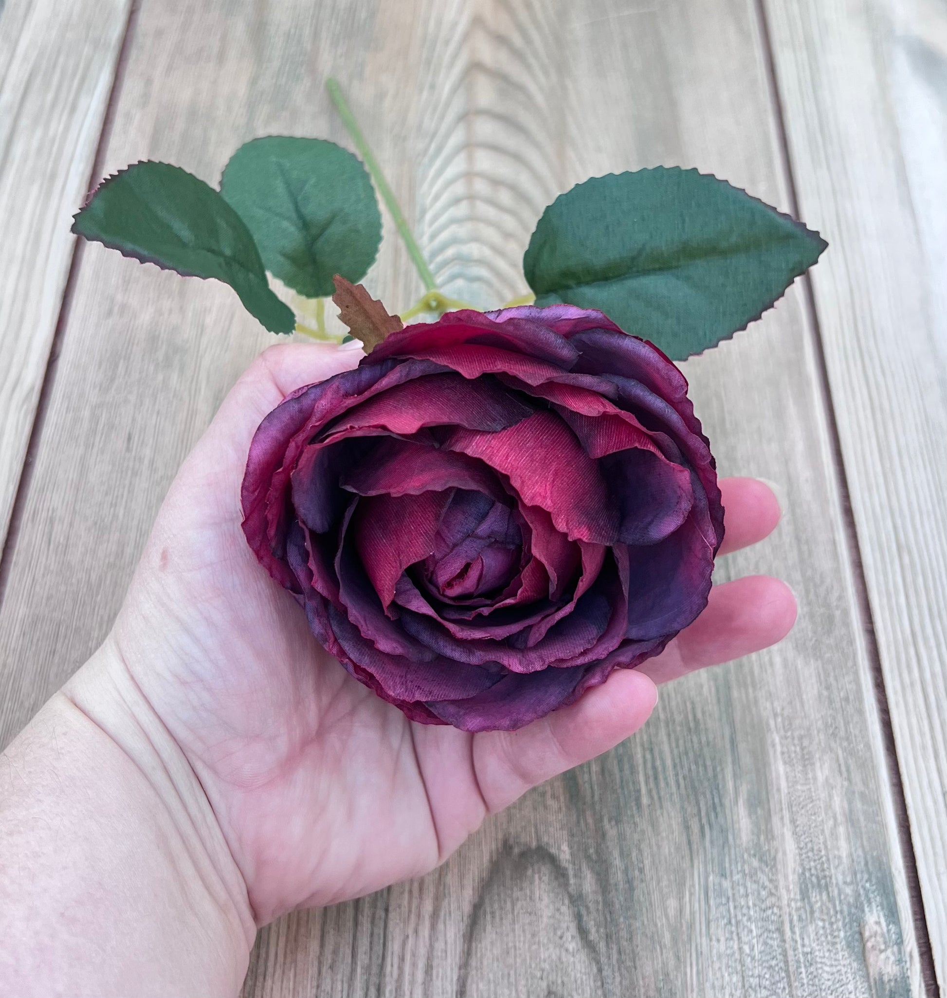 Single Raspberry Plum cabbage rose bloom shown in hand for flower size and scale reference