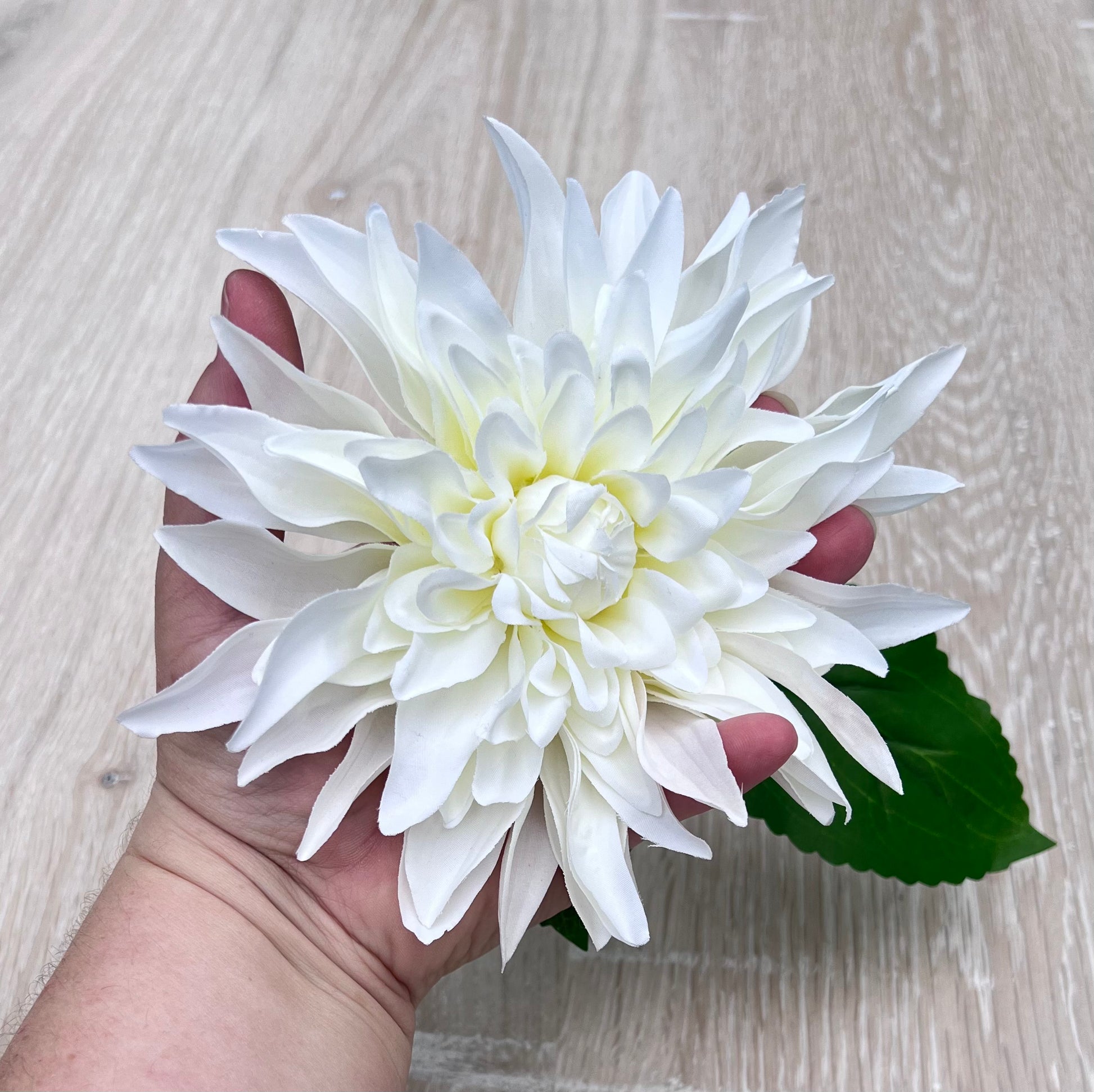 White Dahlia bloom shown in hand displayed for size reference and scale comparison