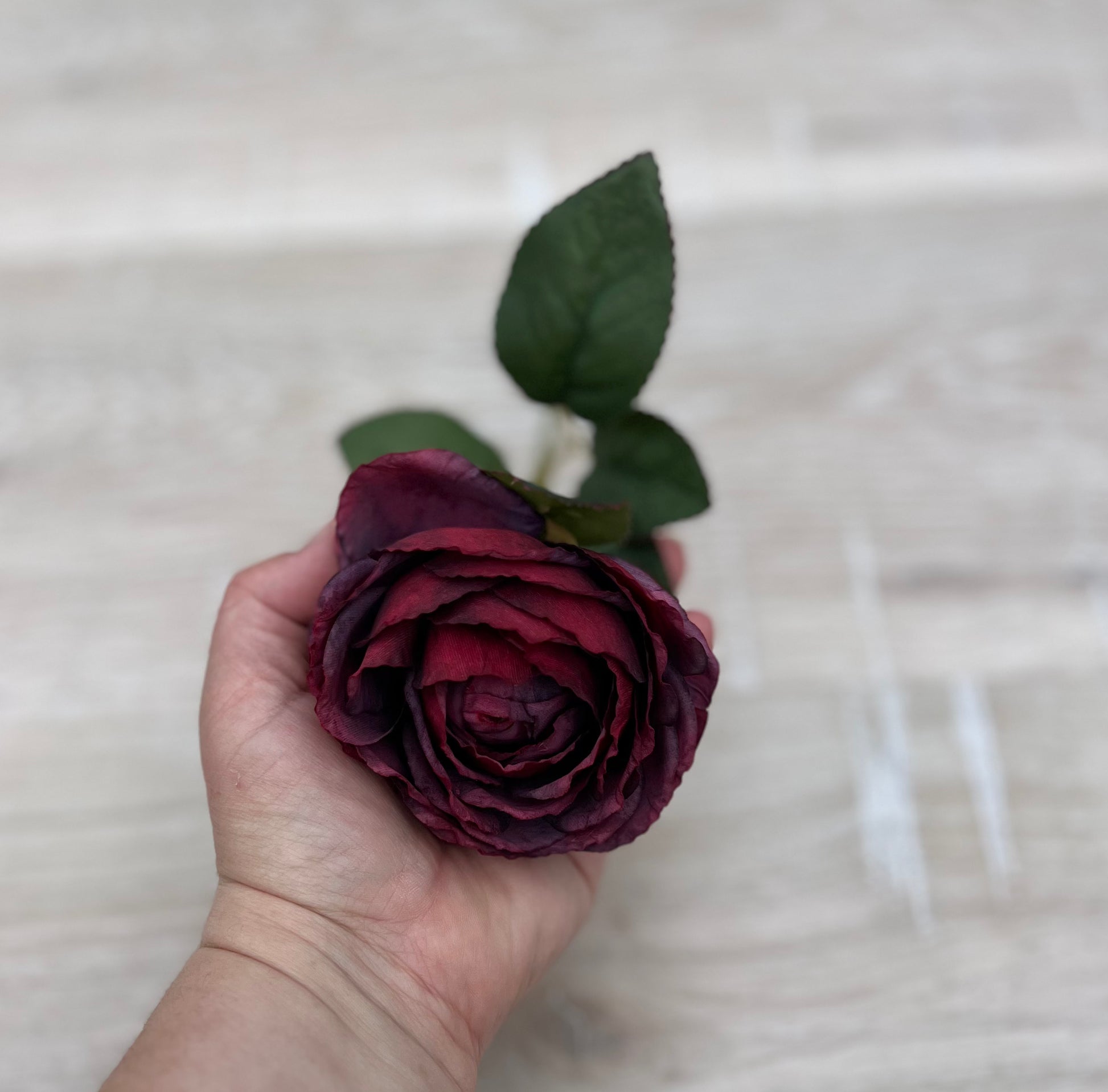 Single Cabernet cabbage rose bloom shown in hand for flower size and scale reference