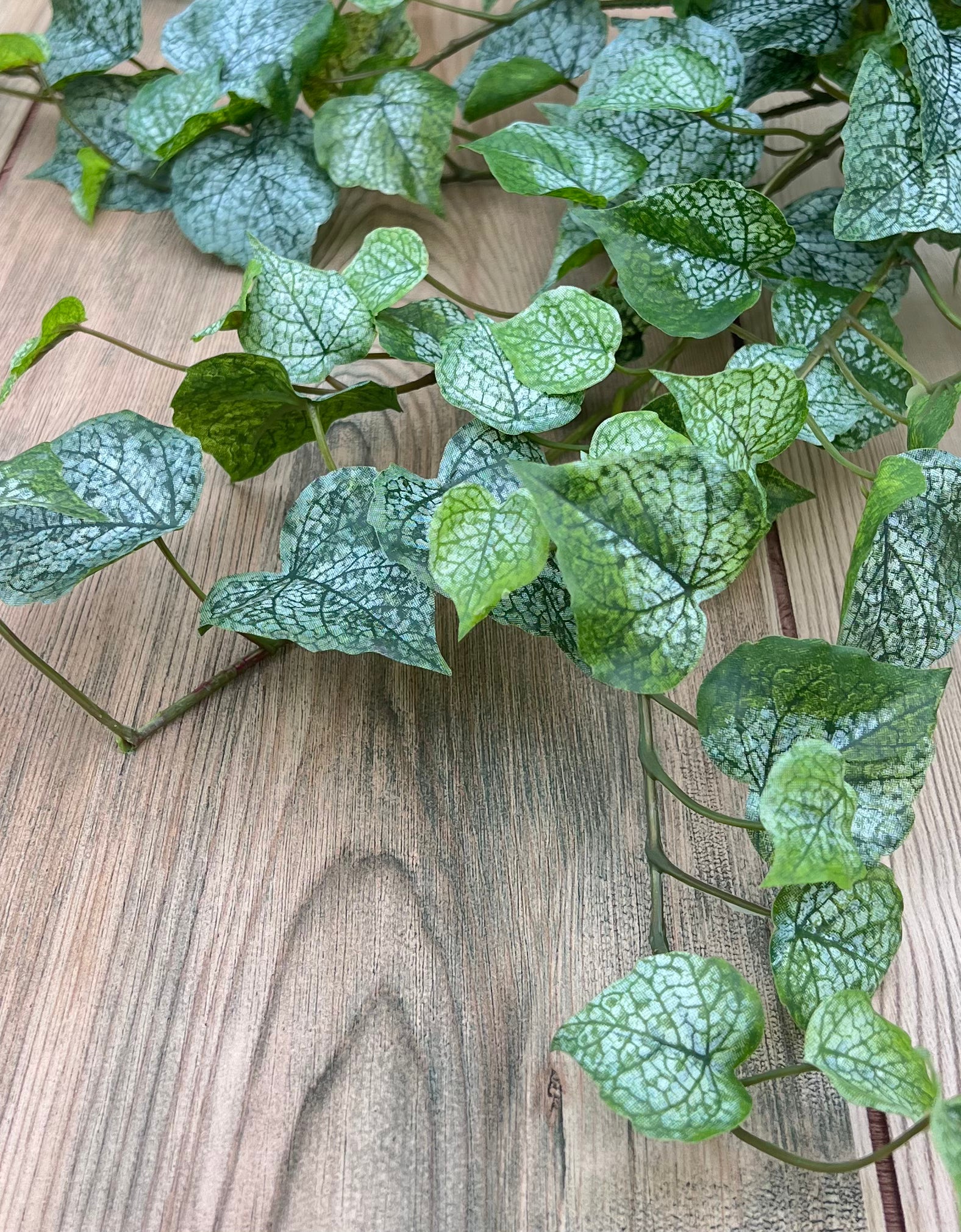 Trailing frosted ivy foliage with soft variegation and natural movement of the Cottonwood Frost Ivy Bush