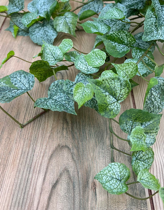 Trailing frosted ivy foliage with soft variegation and natural movement of the Cottonwood Frost Ivy Bush