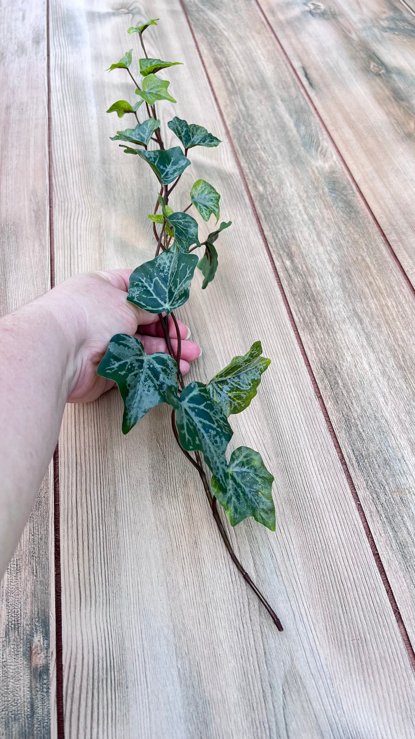 Alternate single stem view in hand of our Hanging Ivy Bush — Frost highlighting vine length, foliage progression, and stem flexibility