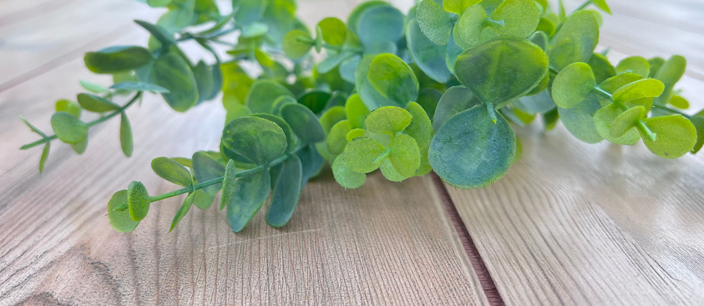 Spring Green Eucalyptus Bush with fresh two-tone foliage, sourced by Gardenbug Designs