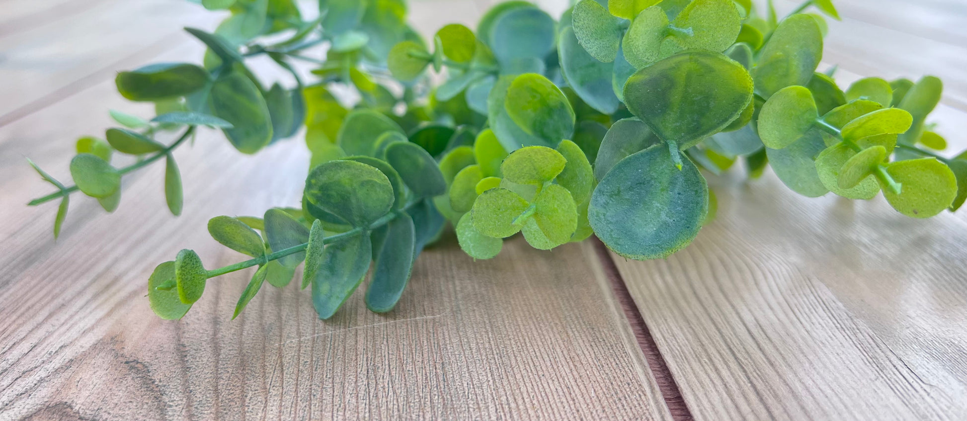 Spring Green Eucalyptus Bush with fresh two-tone foliage, sourced by Gardenbug Designs